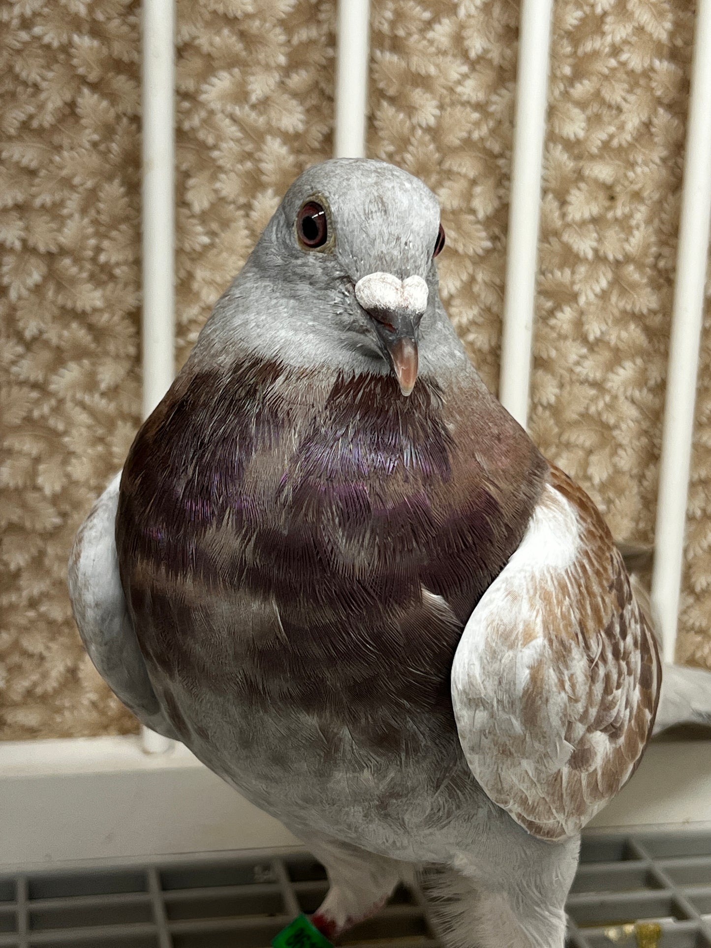 2025 Racing pigeon (8618)