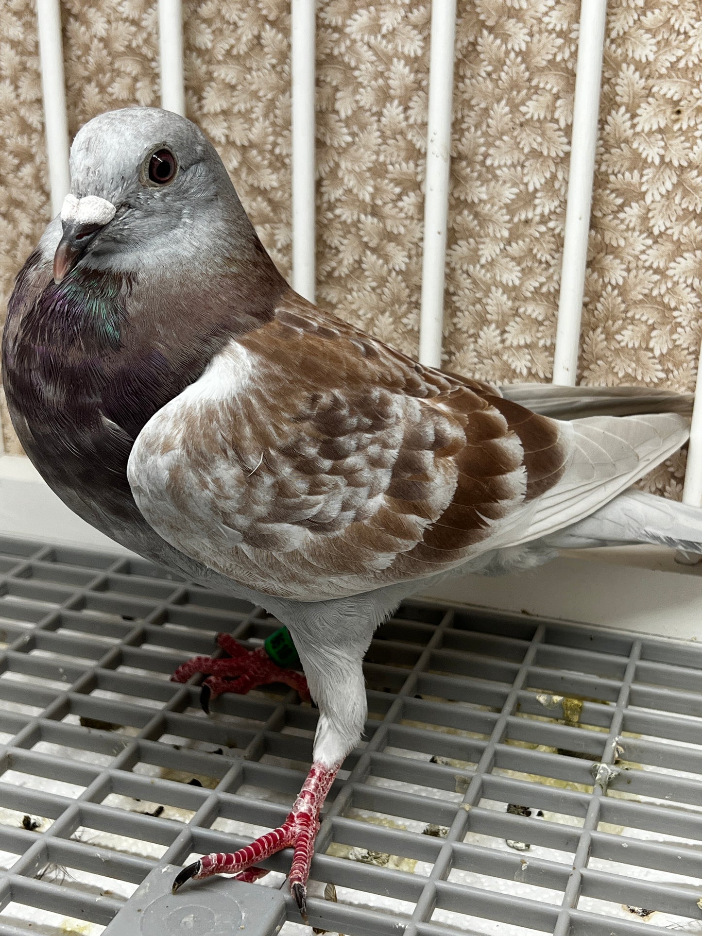 2025 Racing pigeon (8618)