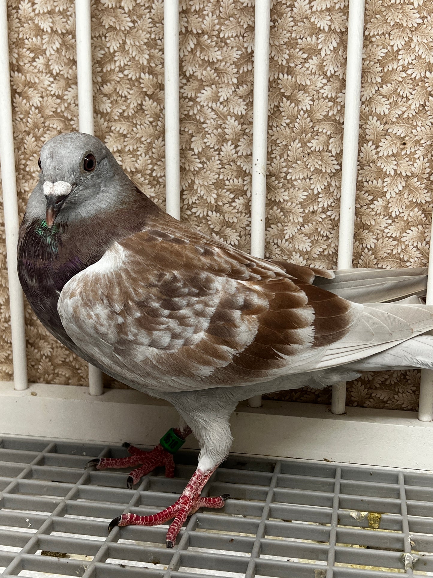 2025 Racing pigeon (8618)