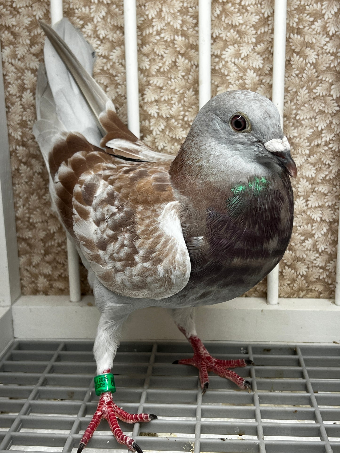 2025 Racing pigeon (8618)
