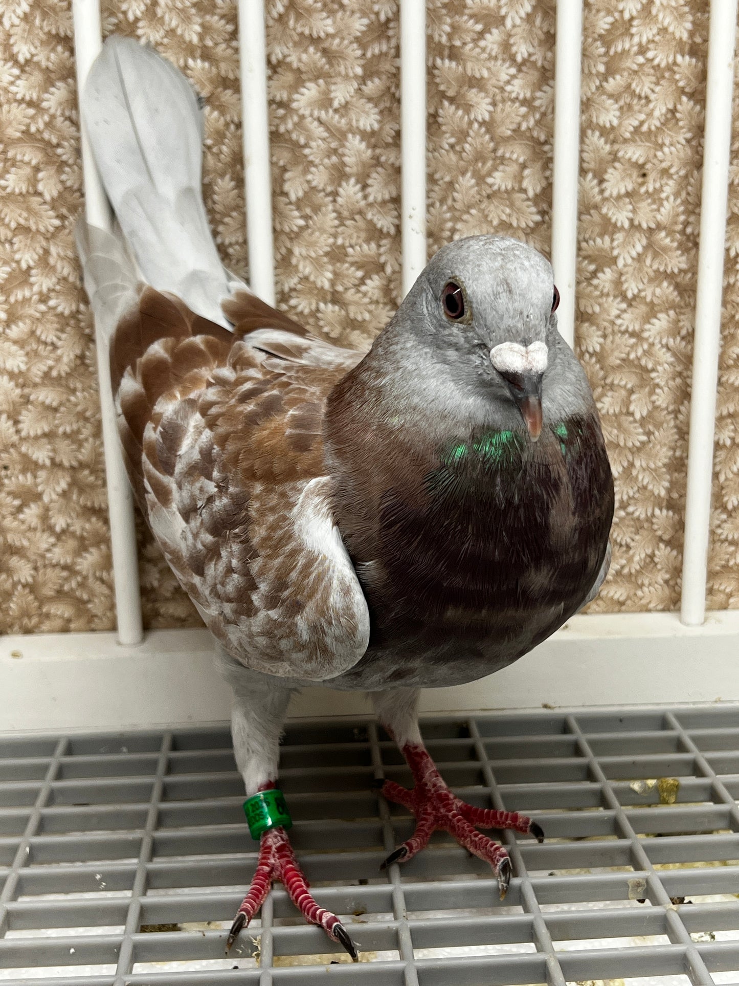 2025 Racing pigeon (8618)