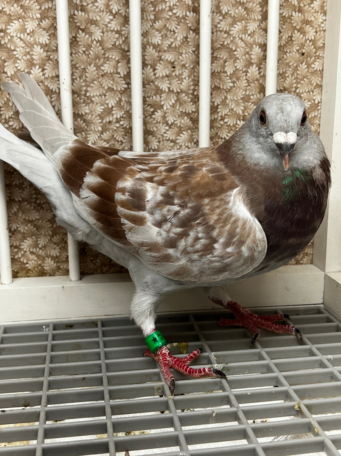 2025 Racing pigeon (8618)