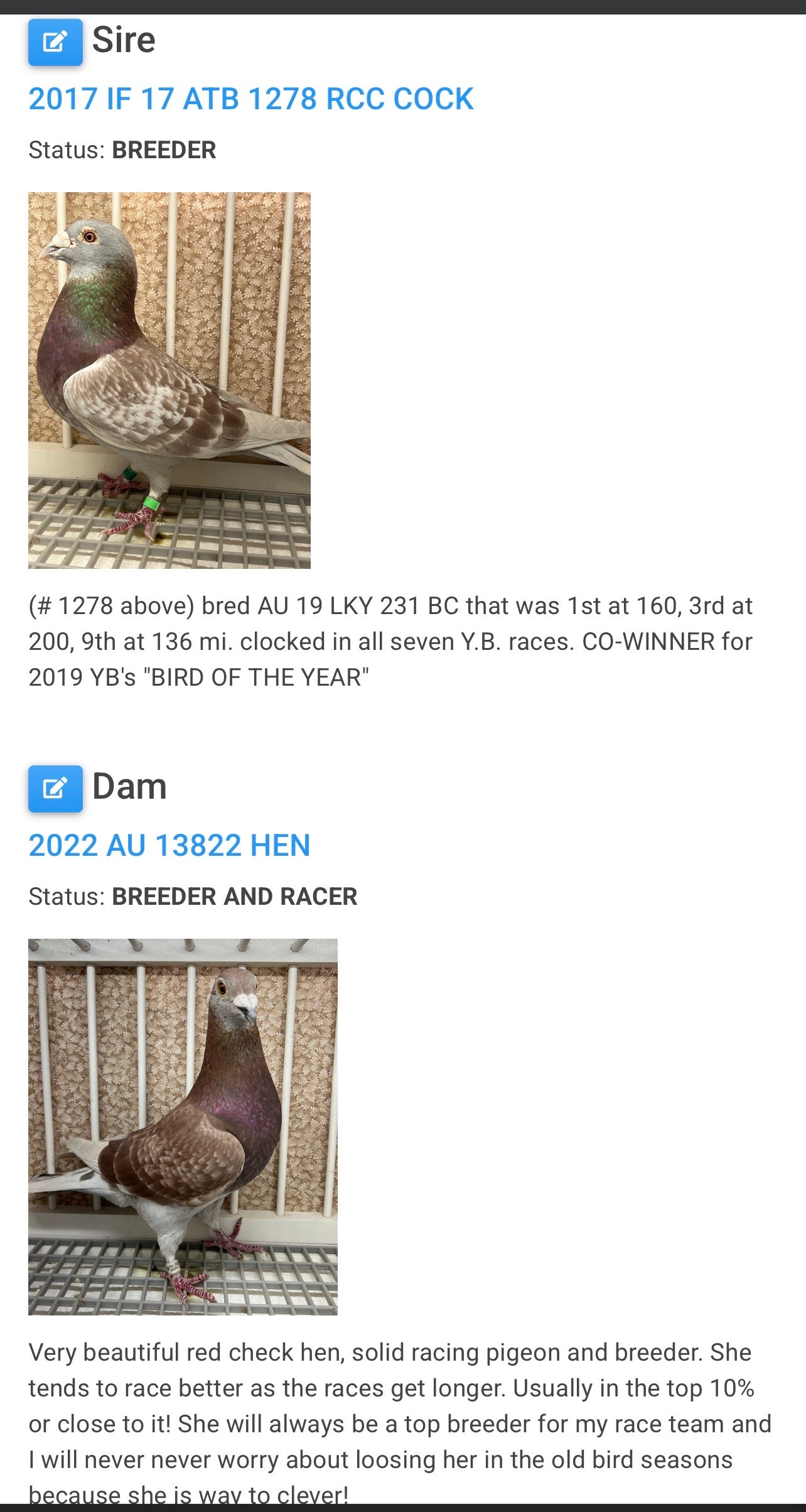 2025 Racing pigeon (8618)