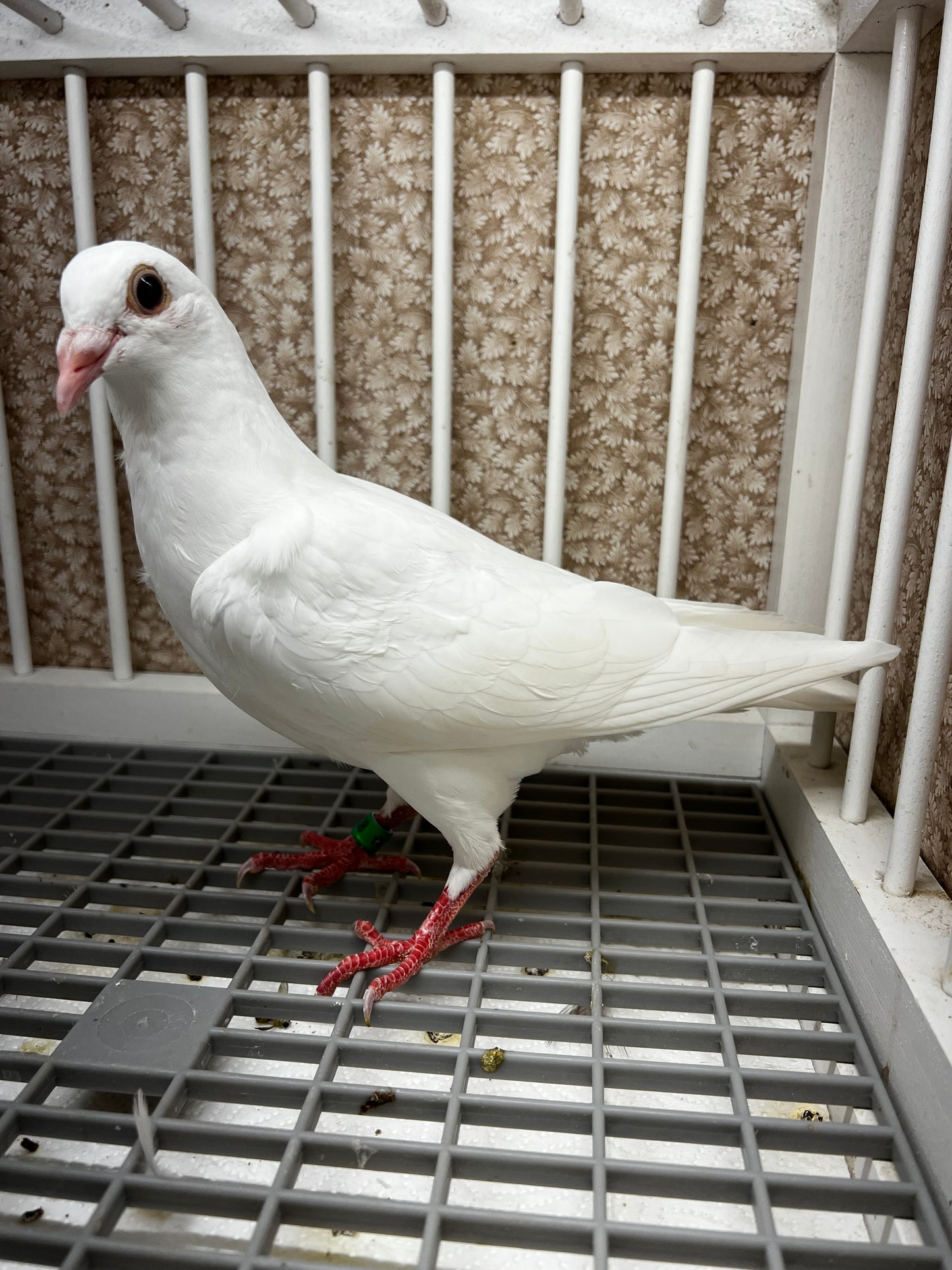 2026 Rocky Ridge White Pigeon (8638)