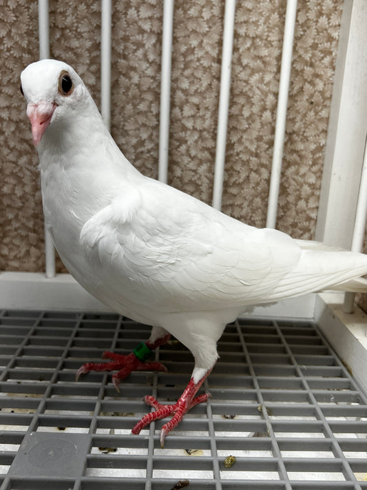 2026 Rocky Ridge White Pigeon (8638)