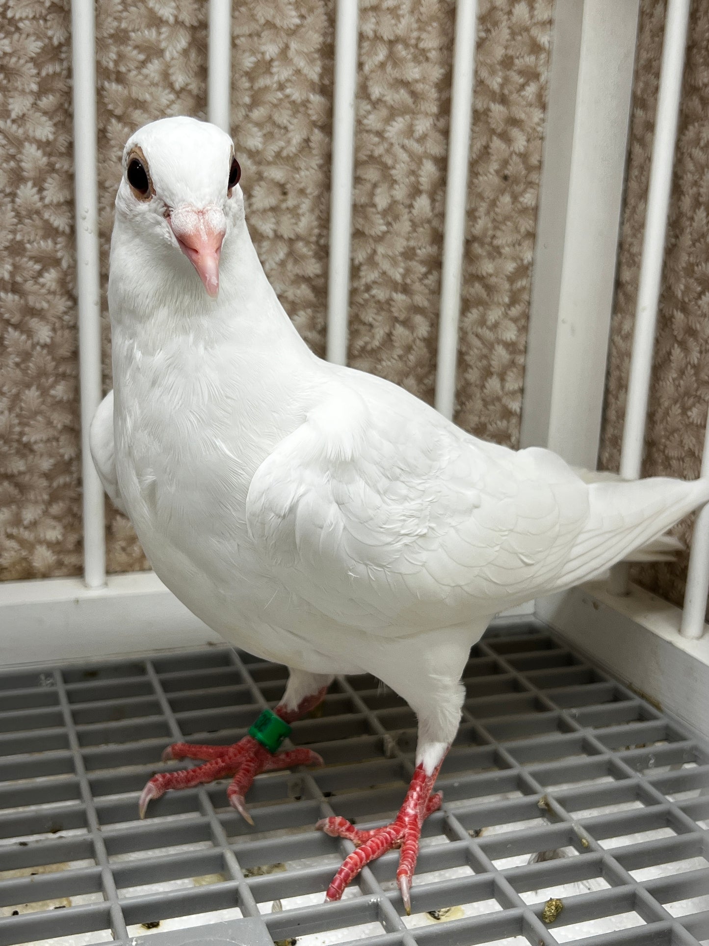 2026 Rocky Ridge White Pigeon (8638)