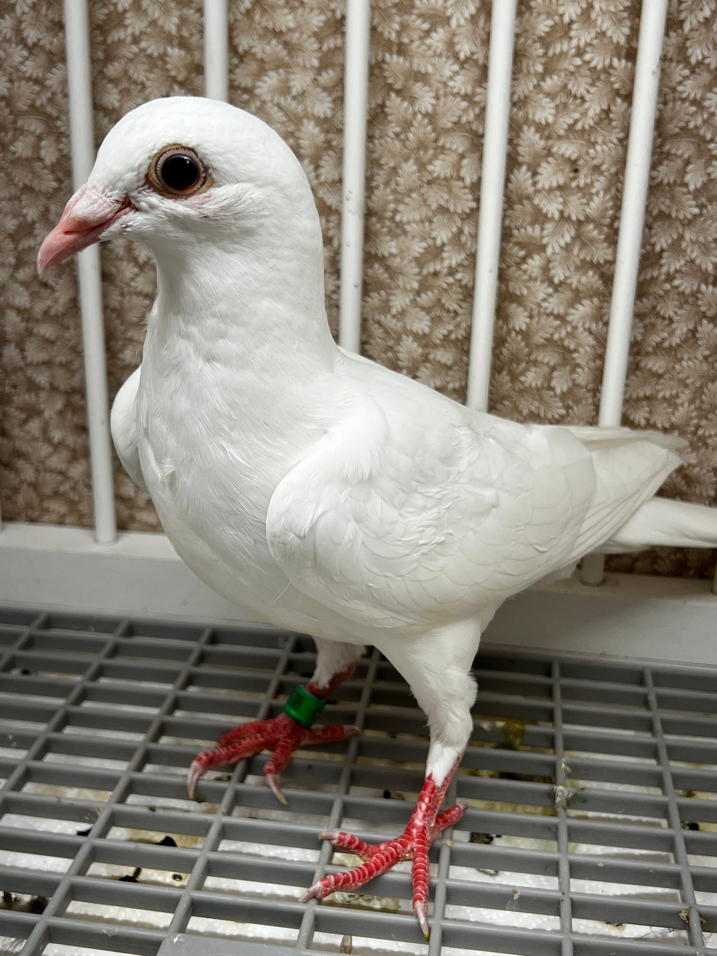 2026 Rocky Ridge White Pigeon (8638)