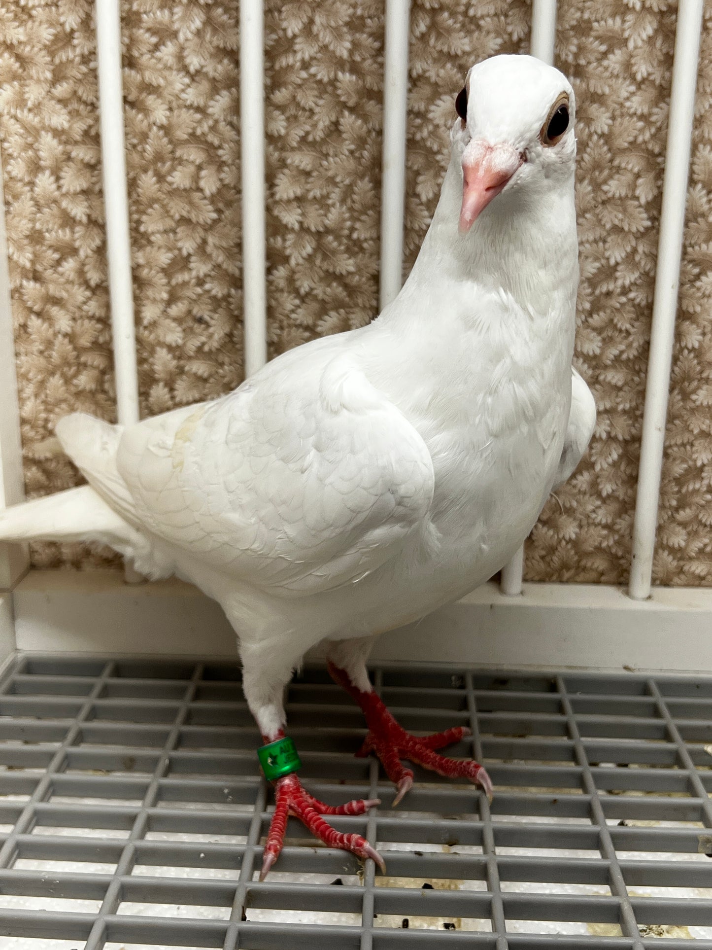 2026 Rocky Ridge White Pigeon (8638)