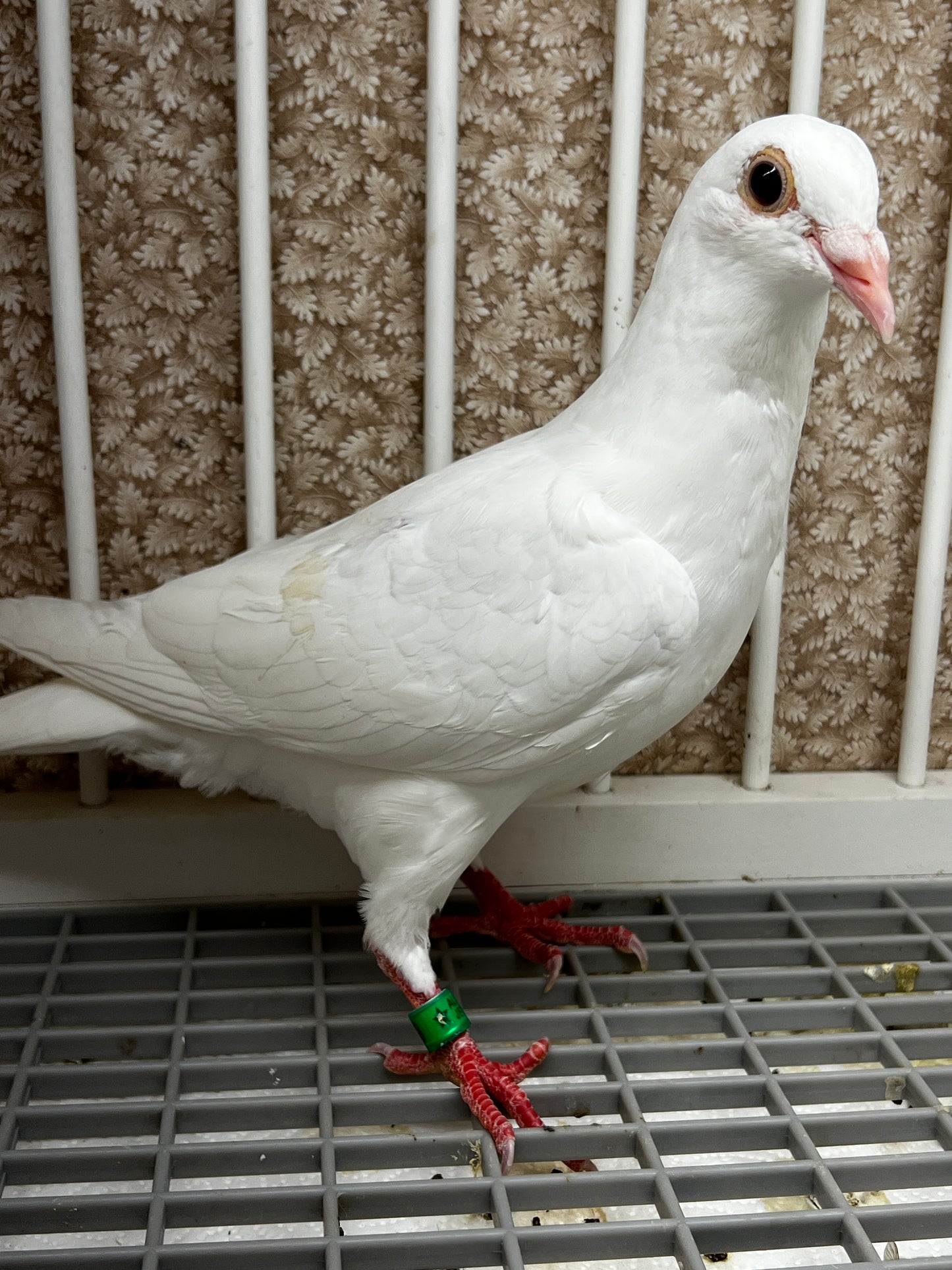 2026 Rocky Ridge White Pigeon (8638)