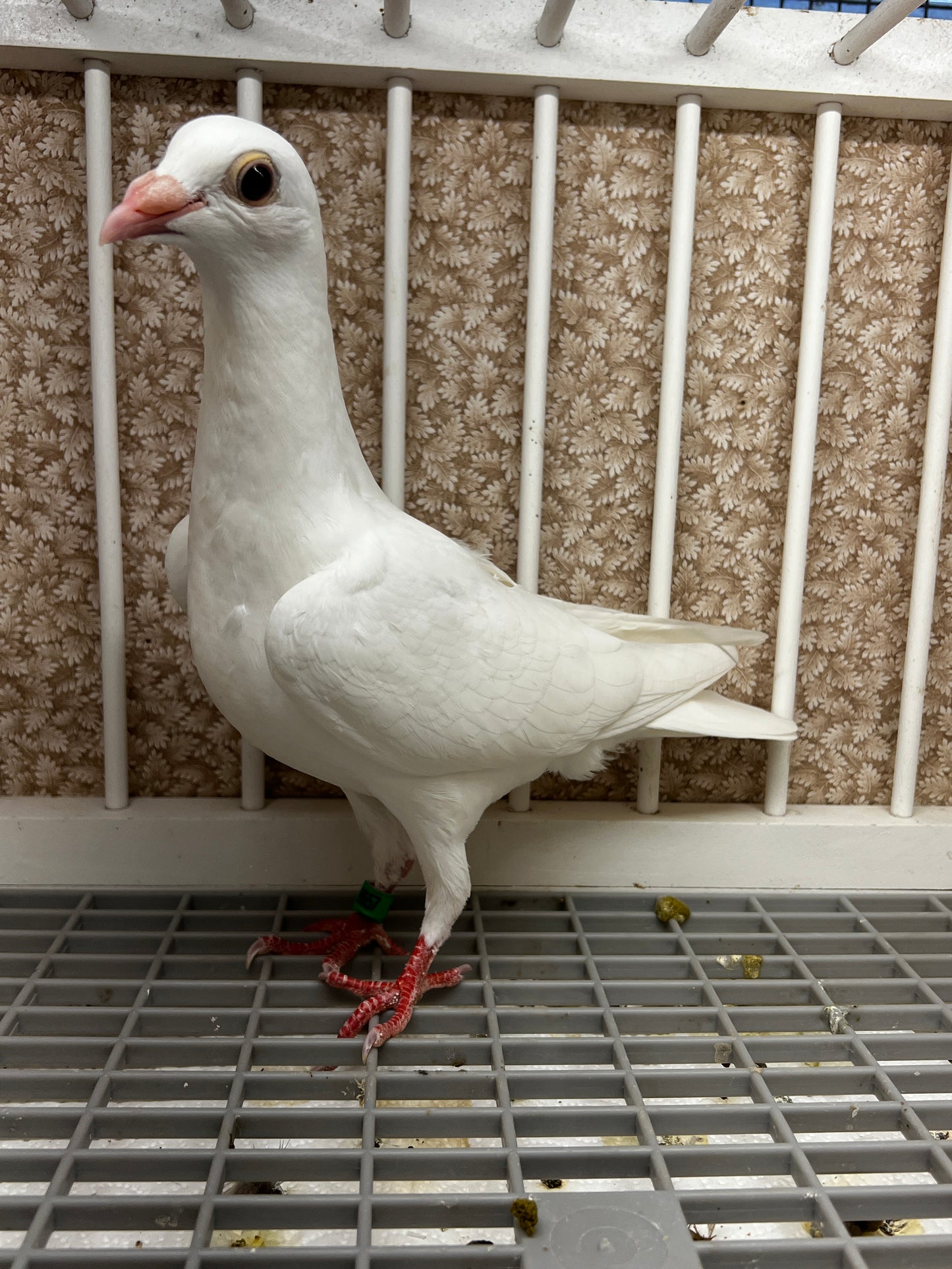 2026 Rocky Ridge White Pigeon (8657)