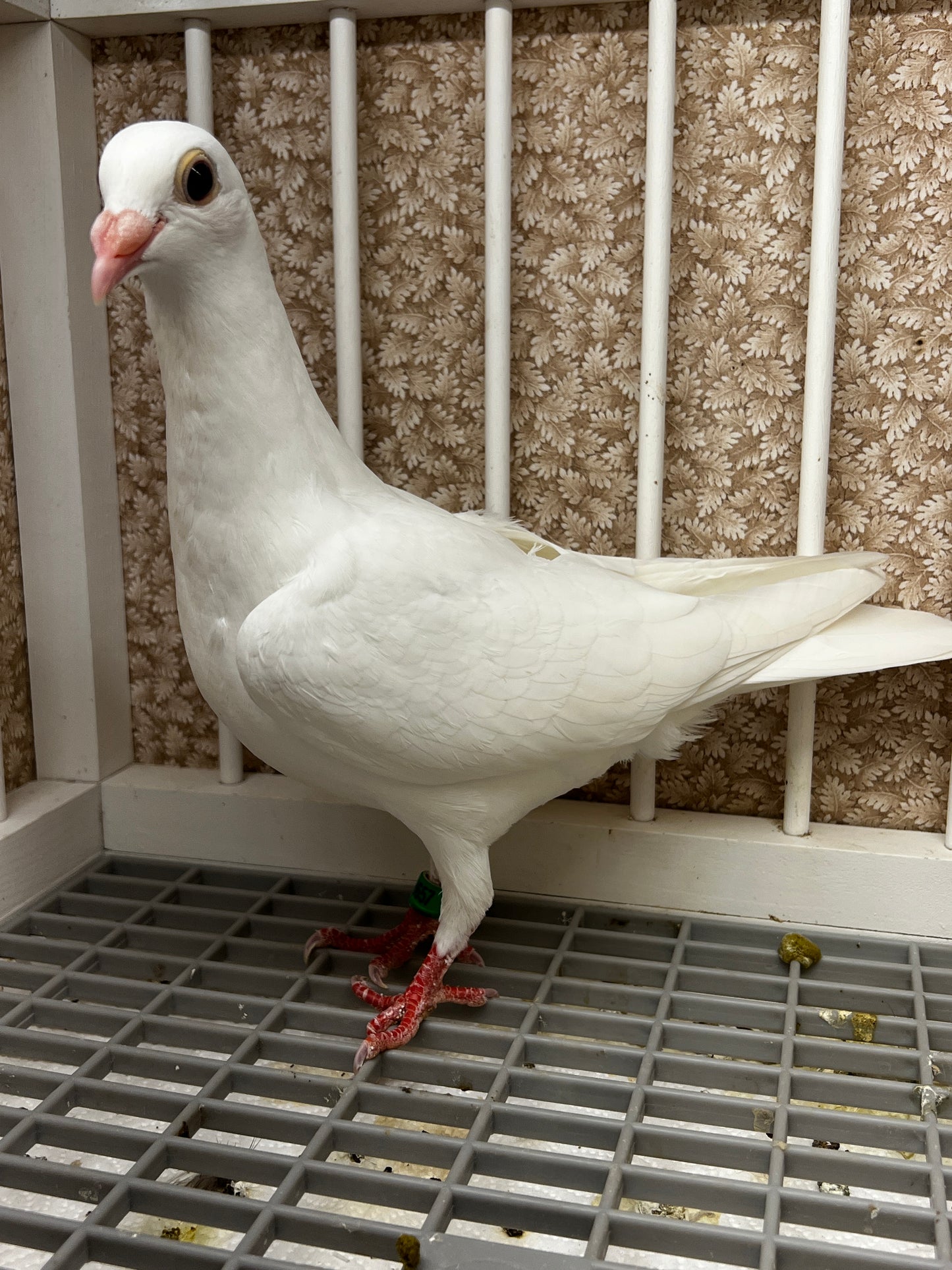 2026 Rocky Ridge White Pigeon (8657)