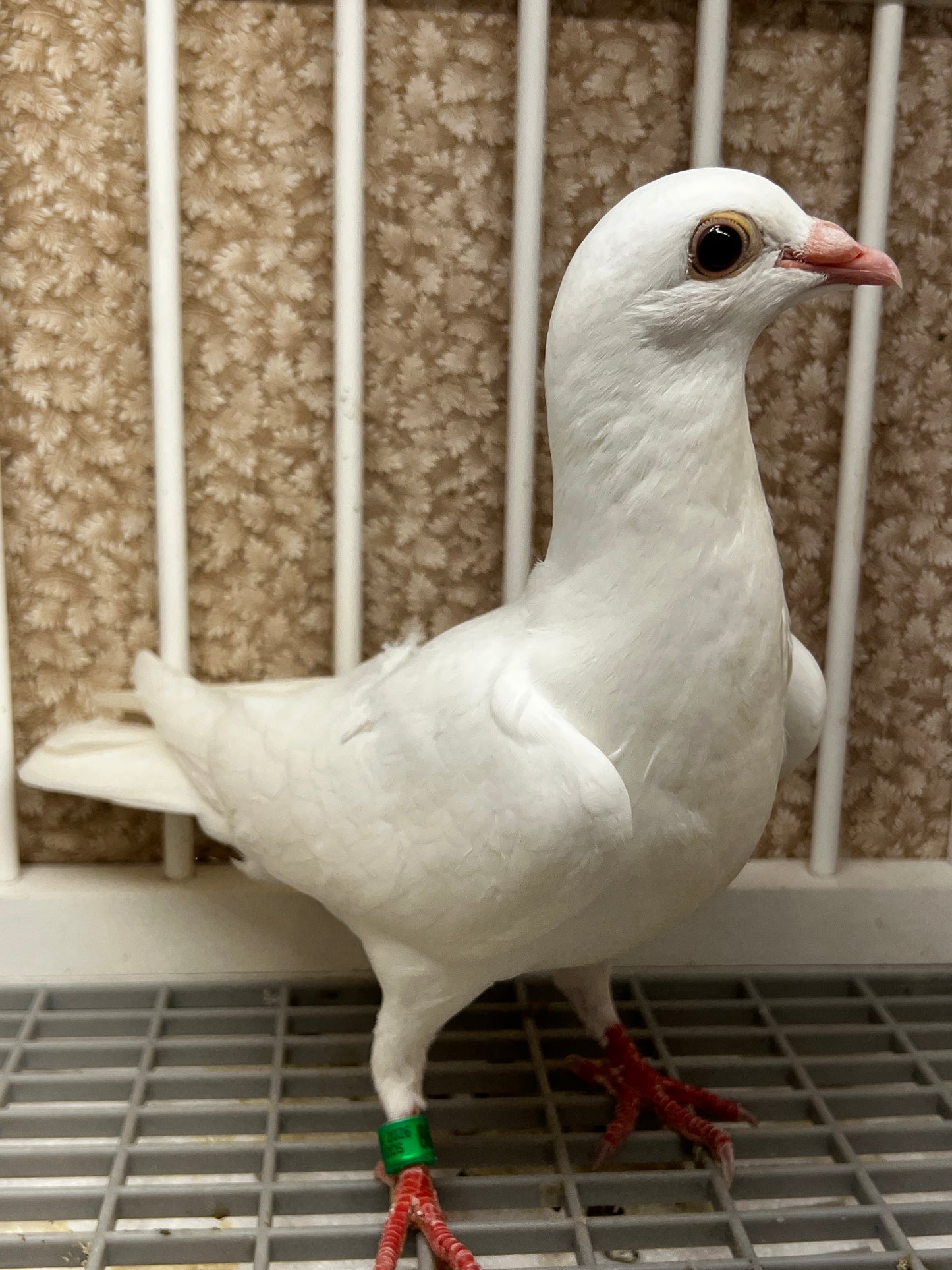 2026 Rocky Ridge White Pigeon (8657)
