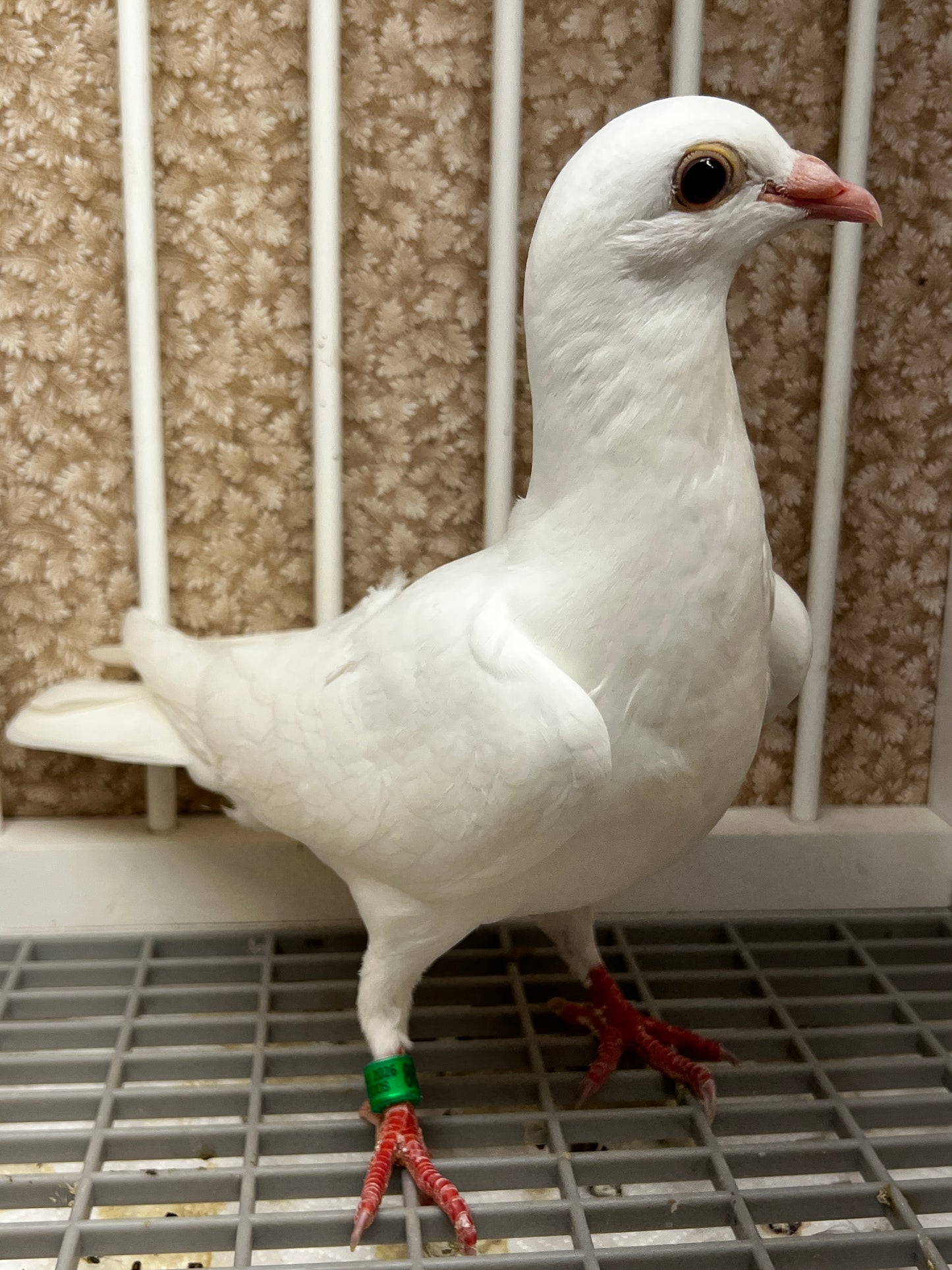 2026 Rocky Ridge White Pigeon (8657)
