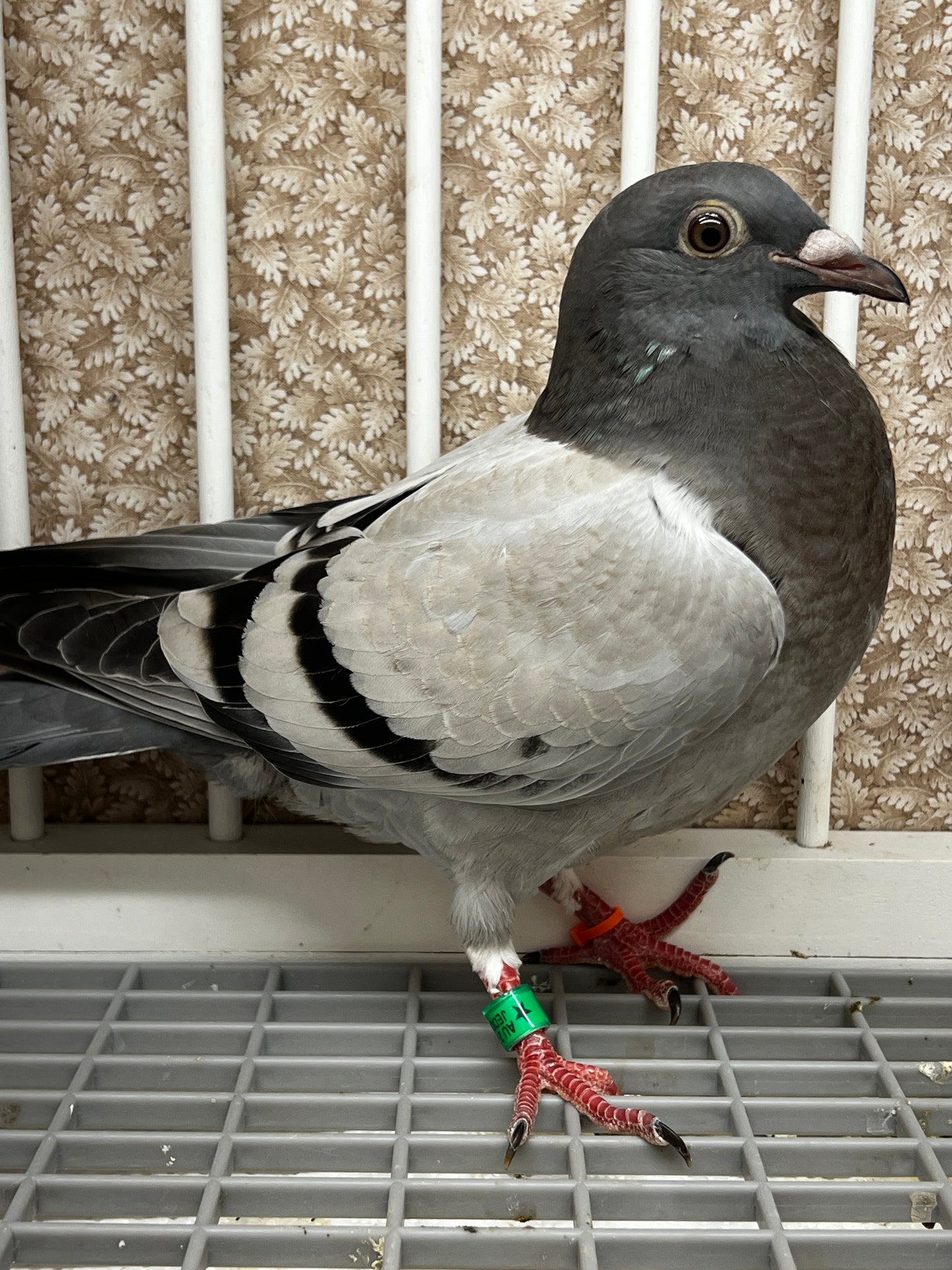 Racing Pigeon (8653)