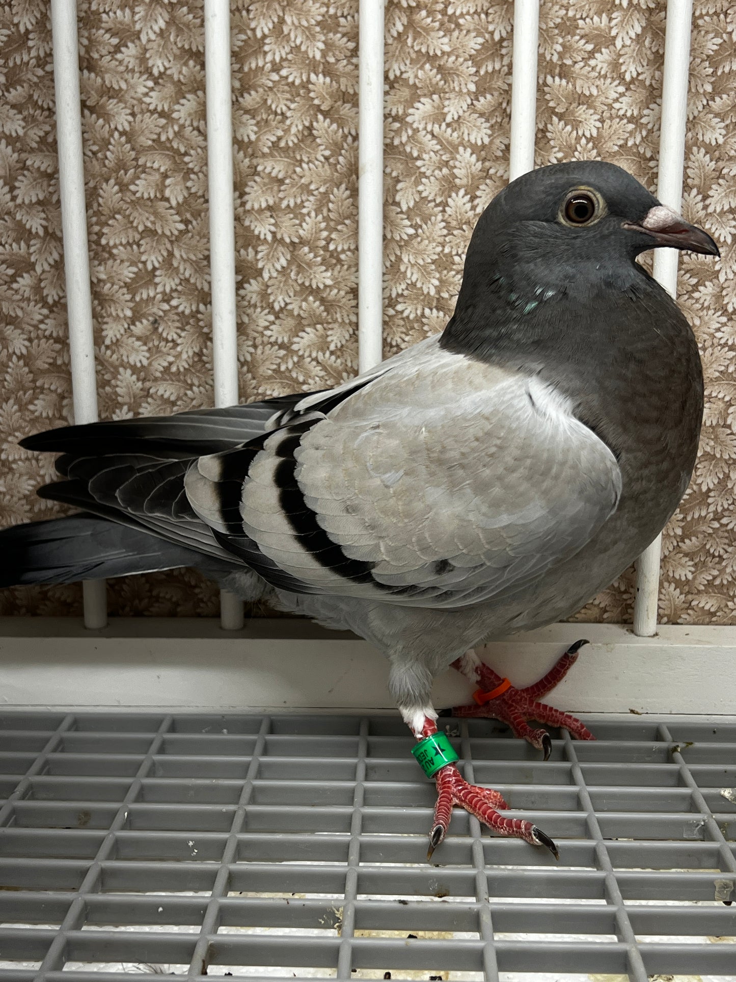 Racing Pigeon (8653)