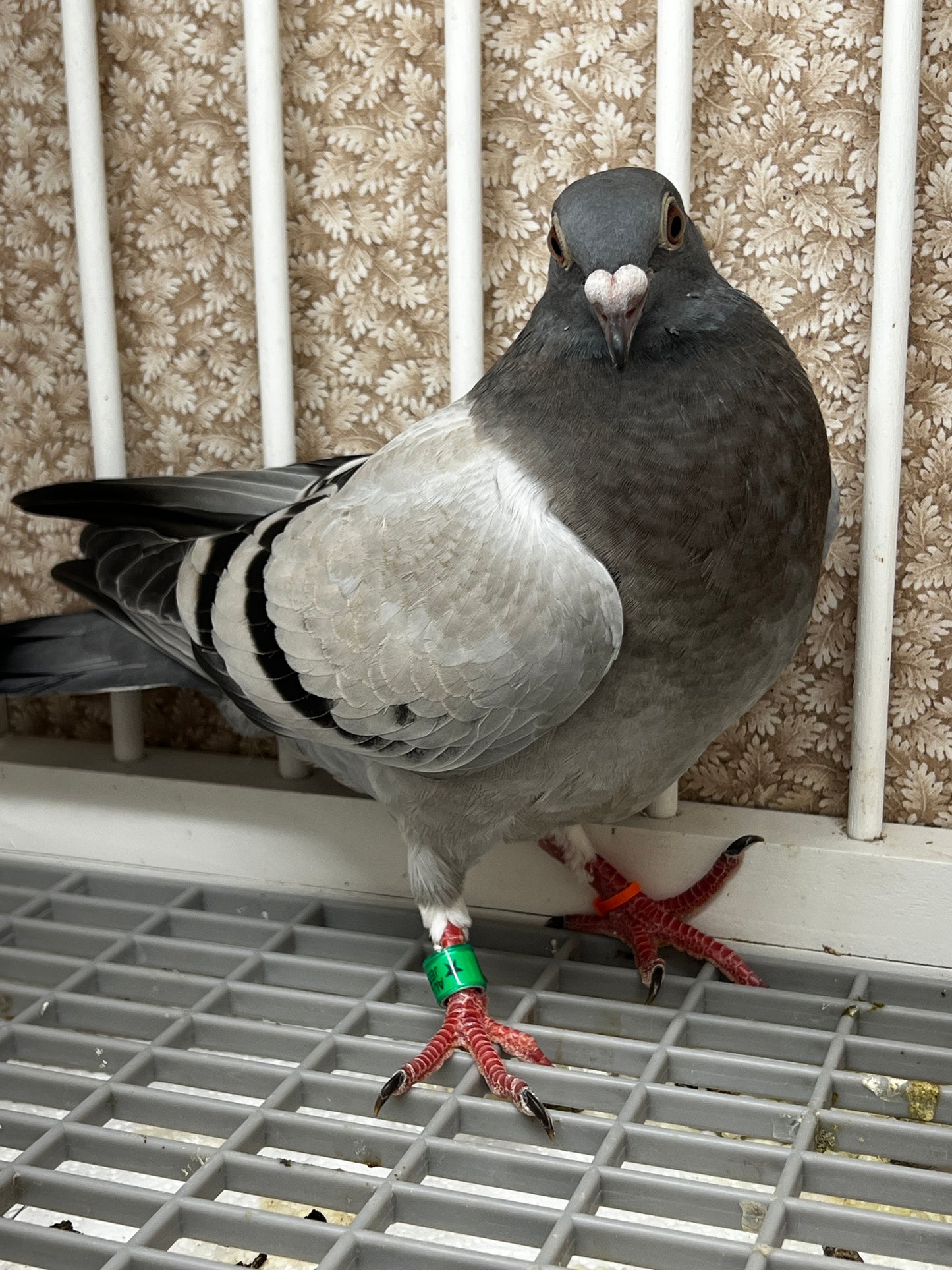 Racing Pigeon (8653)