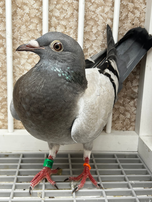 Racing Pigeon (8653)