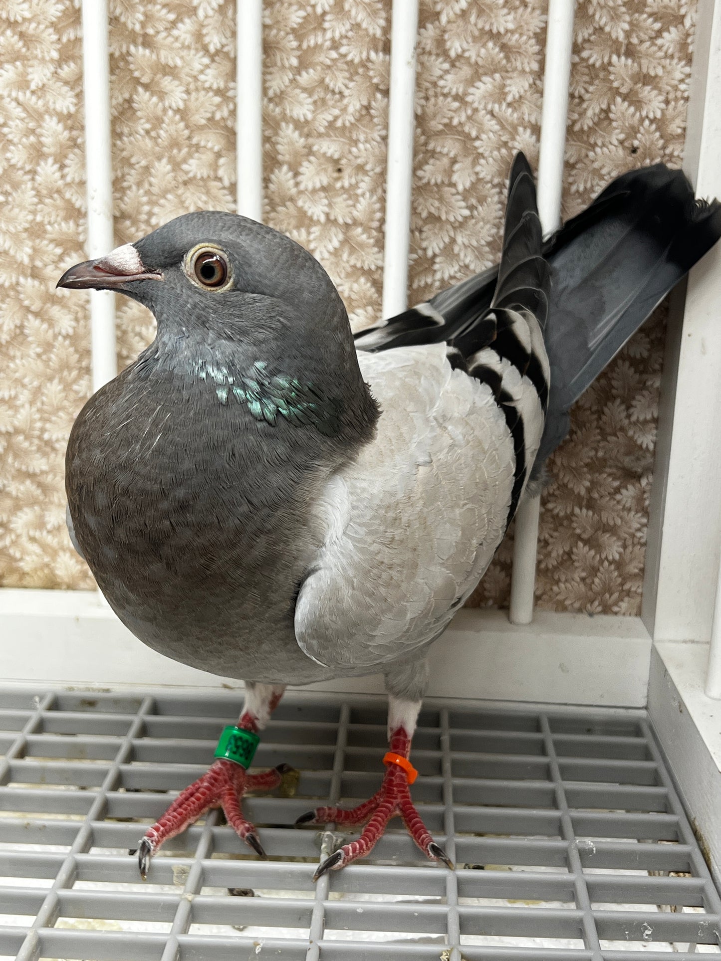 Racing Pigeon (8653)