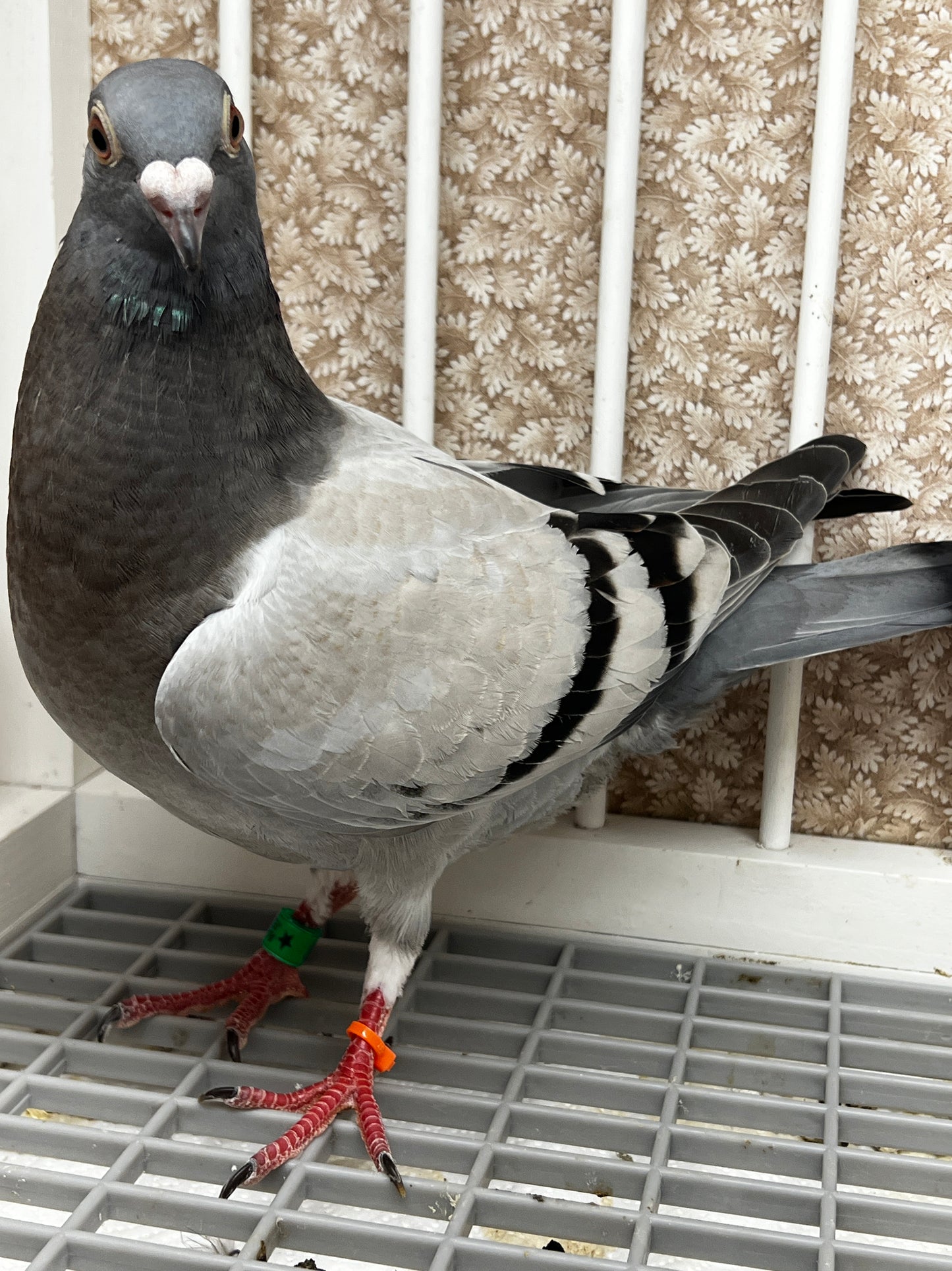 Racing Pigeon (8653)