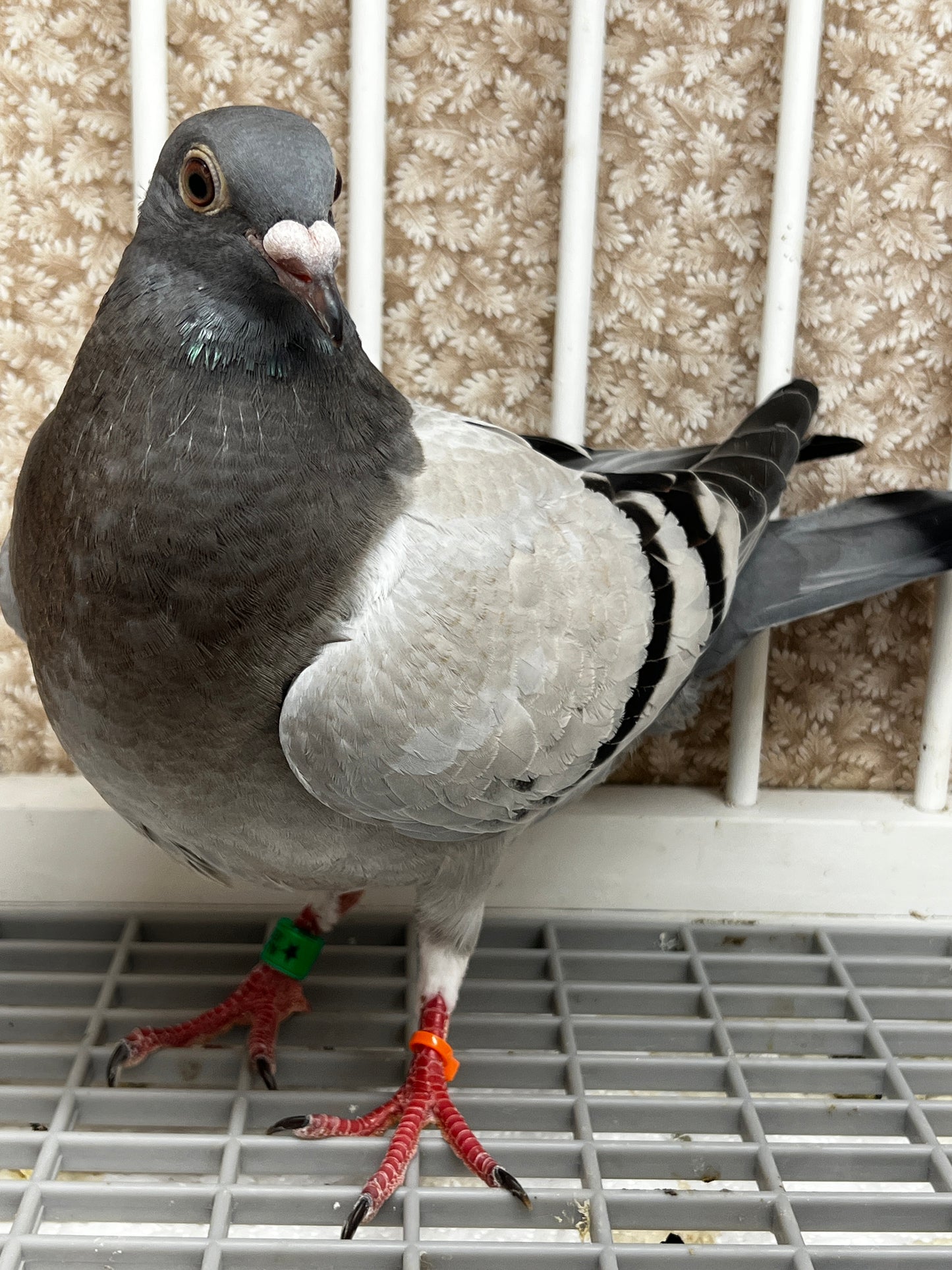 Racing Pigeon (8653)