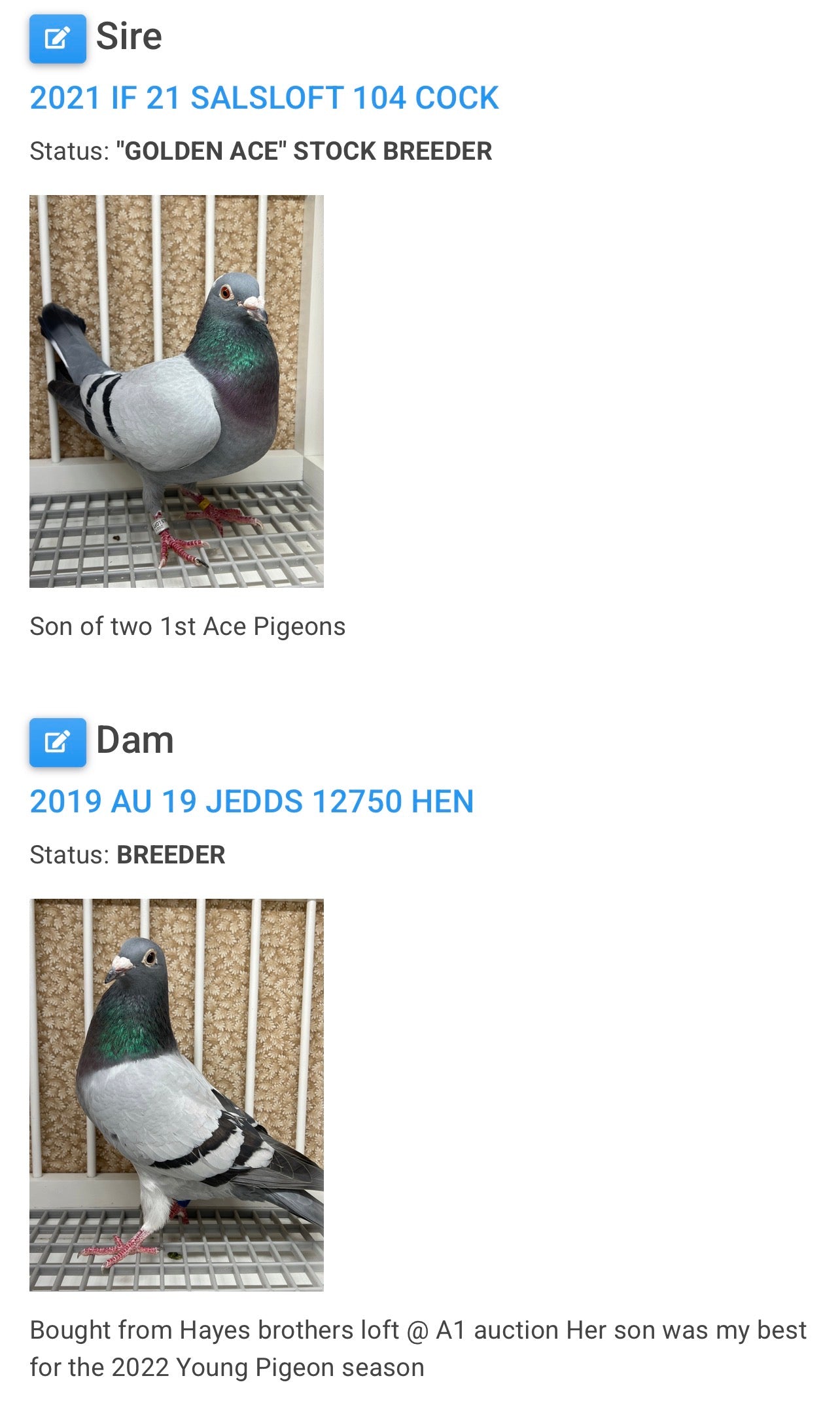 Racing Pigeon (8653)