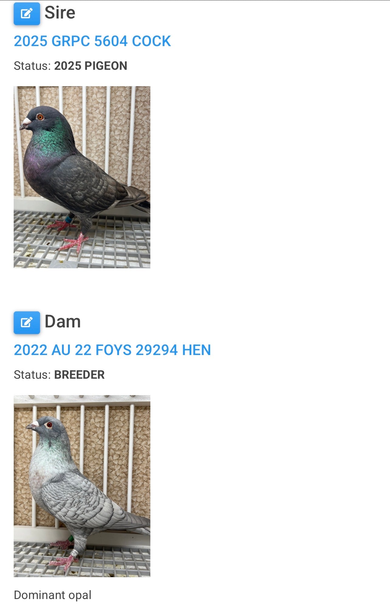 Racing Pigeon (8668)