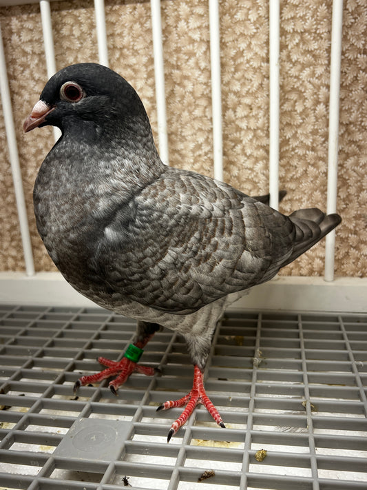Racing Pigeon (8668)