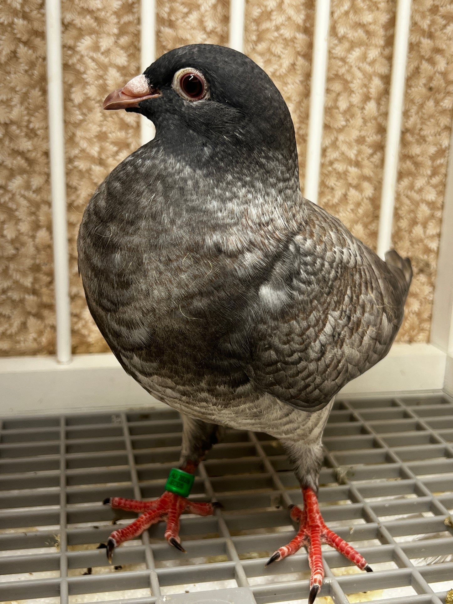Racing Pigeon (8668)