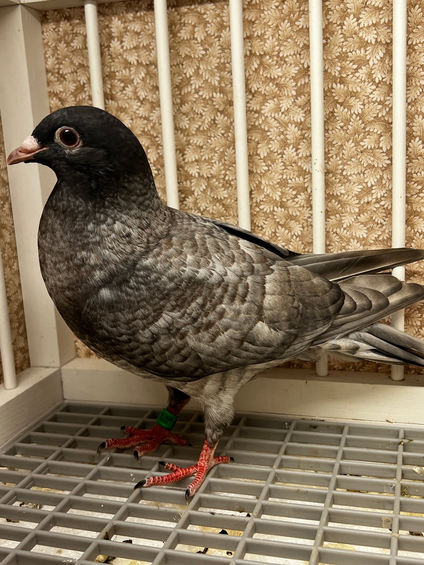 Racing Pigeon (8668)