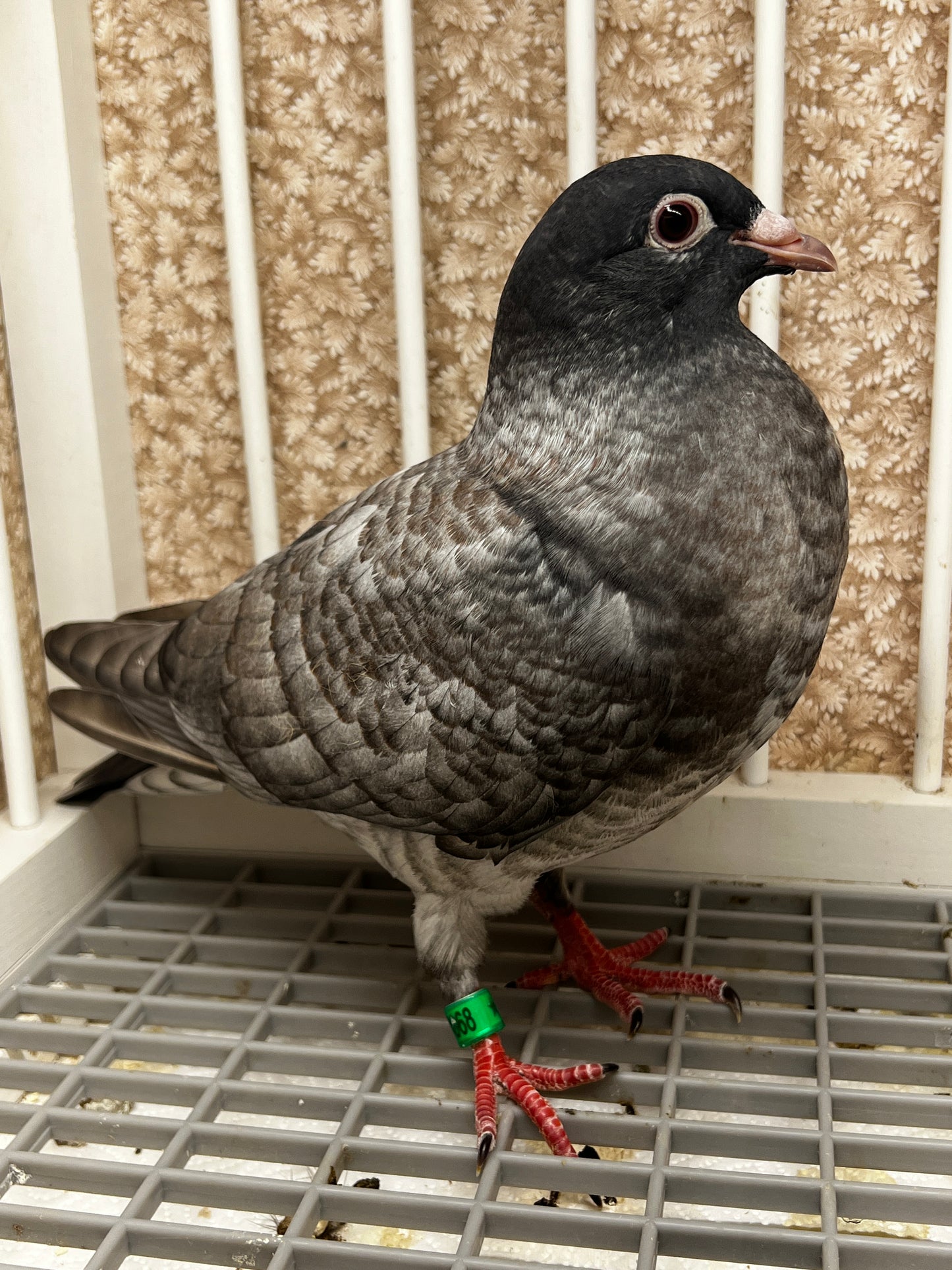 Racing Pigeon (8668)