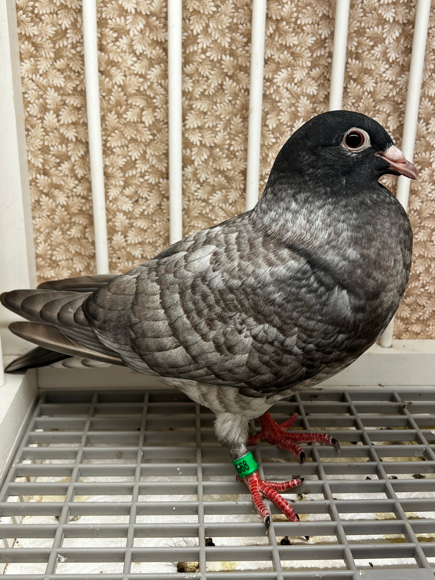 Racing Pigeon (8668)