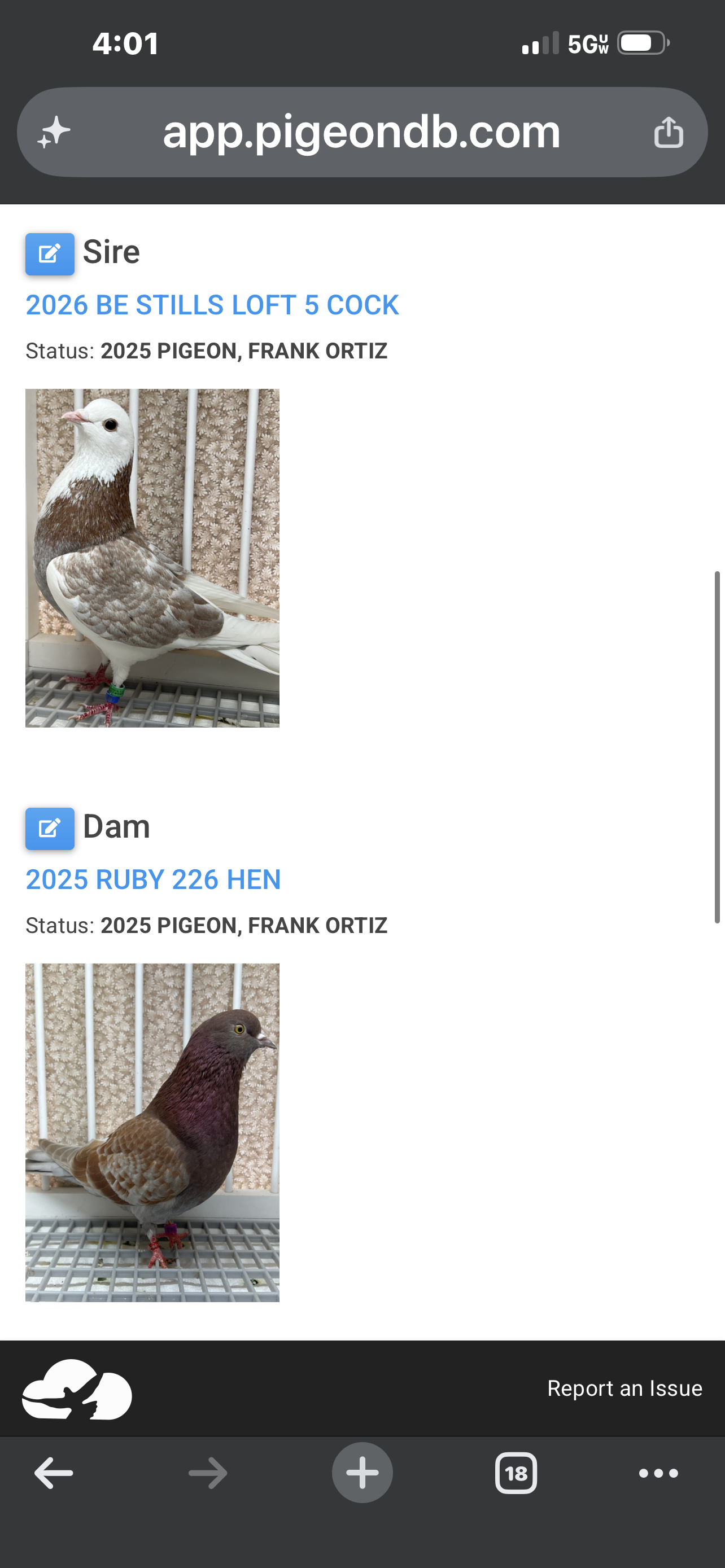 2026 Birmingham Roller Pigeon (8693)