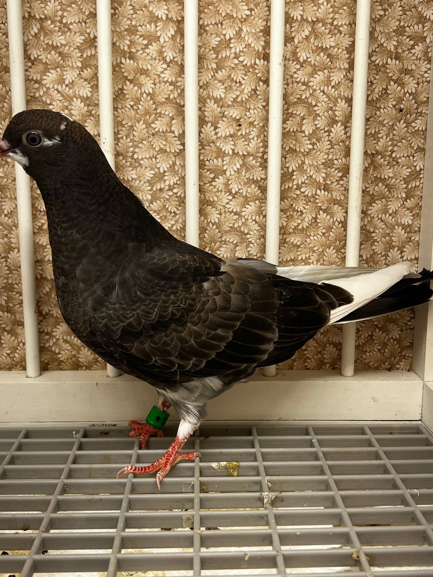 2026 Birmingham Roller Pigeon (8693)