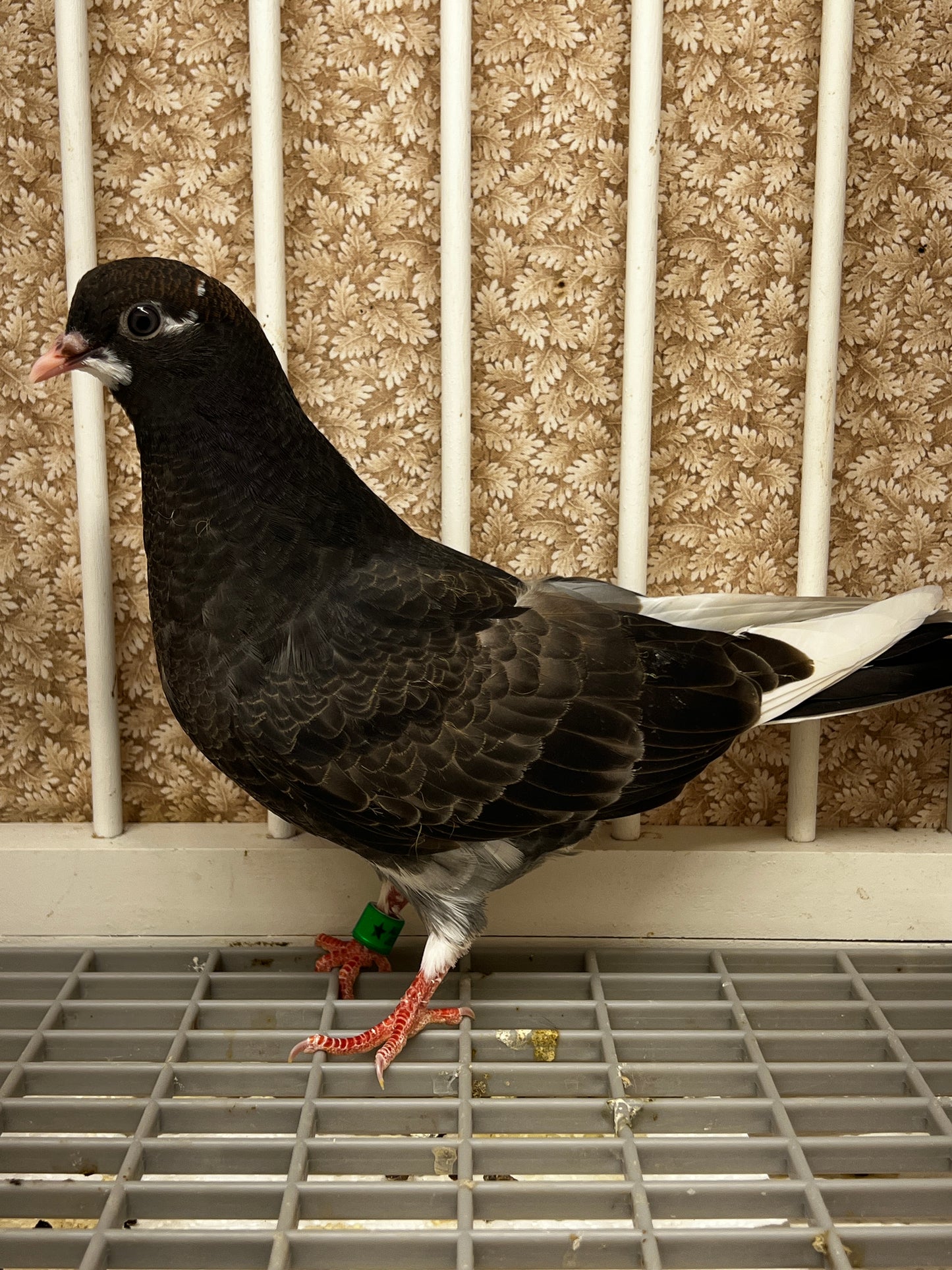 2026 Birmingham Roller Pigeon (8693)