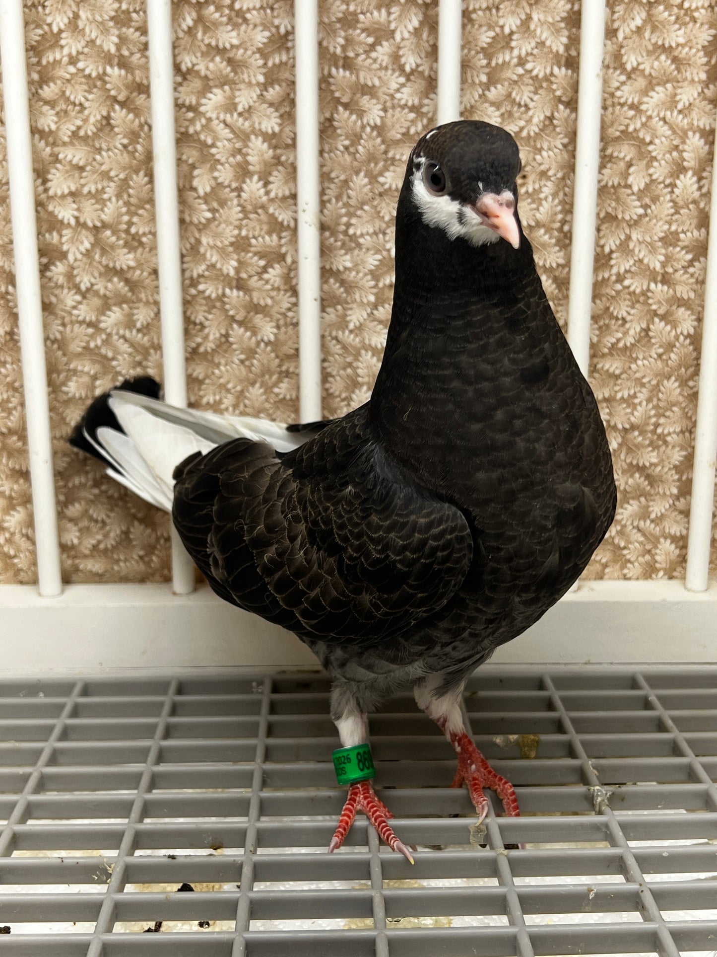 2026 Birmingham Roller Pigeon (8693)
