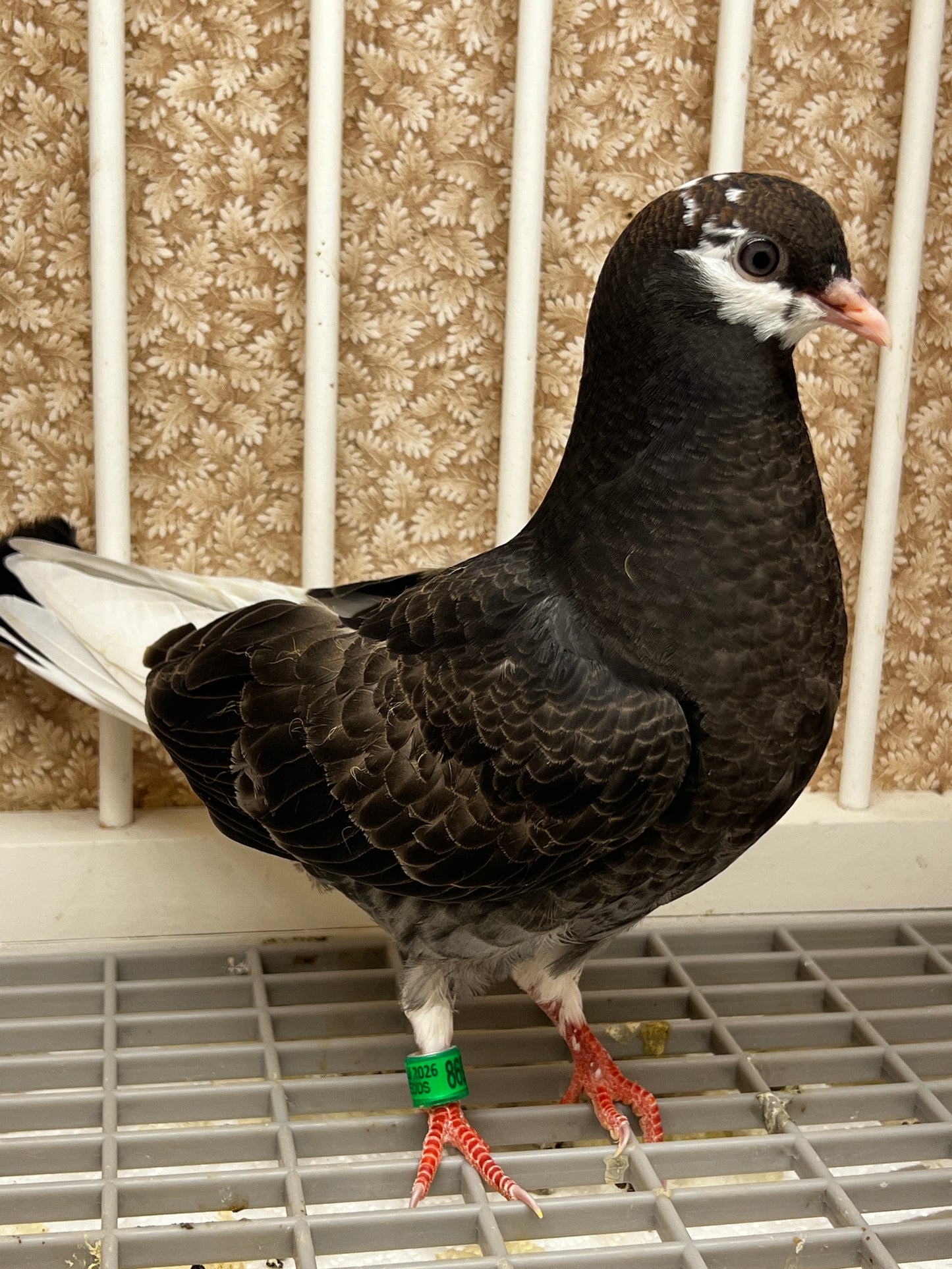 2026 Birmingham Roller Pigeon (8693)