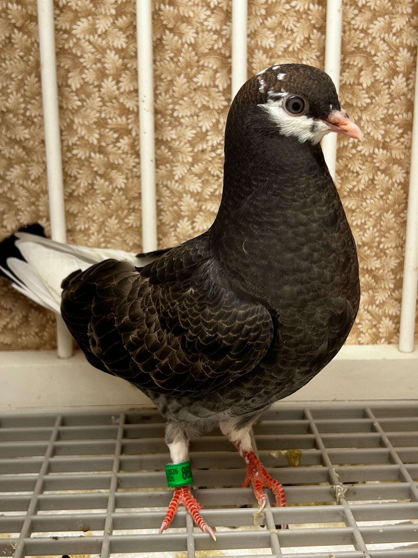 2026 Birmingham Roller Pigeon (8693)