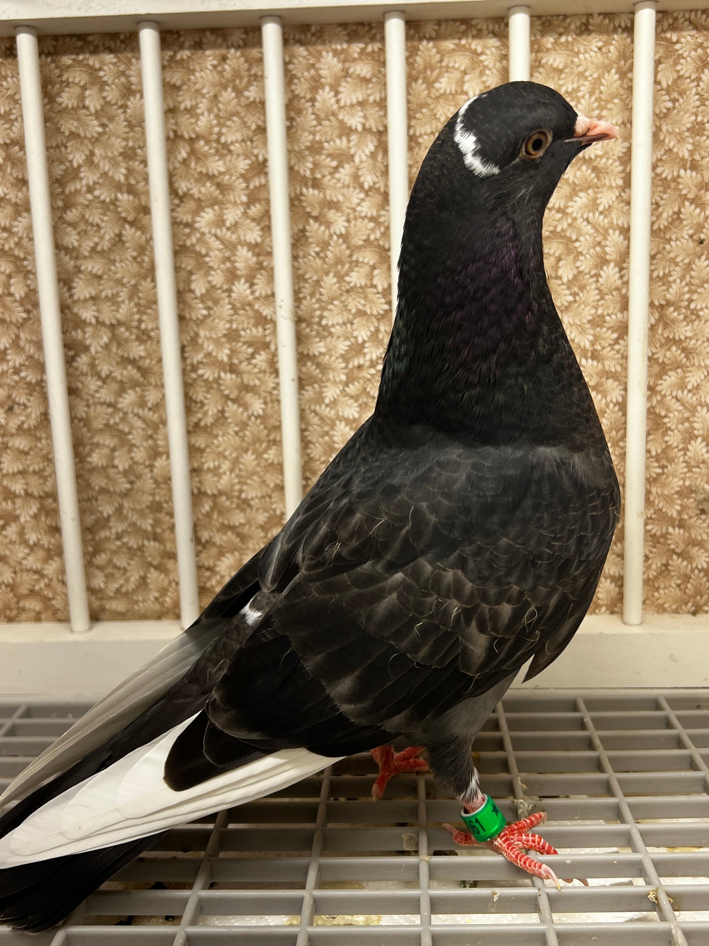 2026 Birmingham Roller Pigeon (8661)
