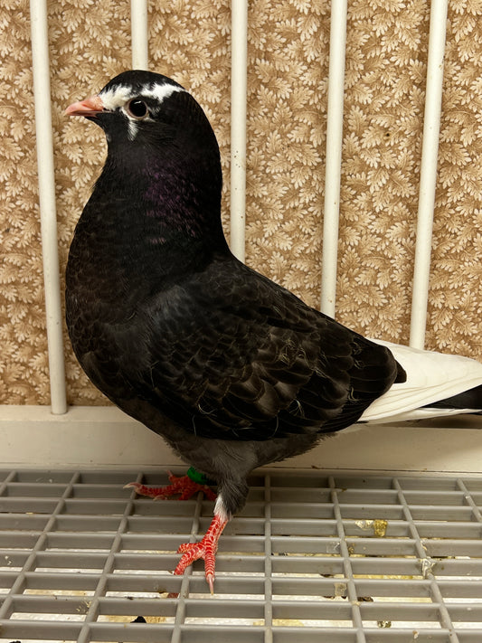 2026 Birmingham Roller Pigeon (8661)