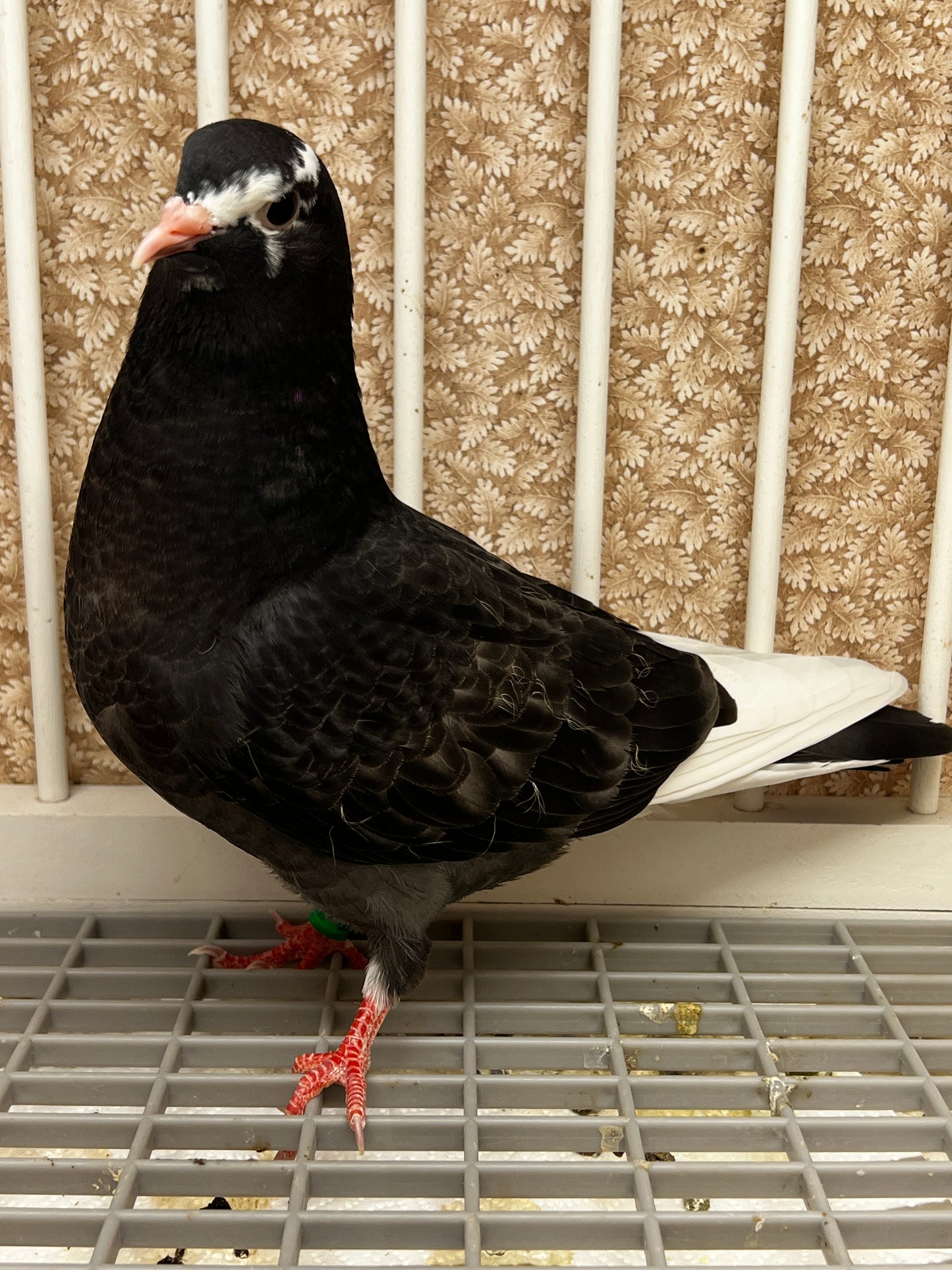 2026 Birmingham Roller Pigeon (8661)