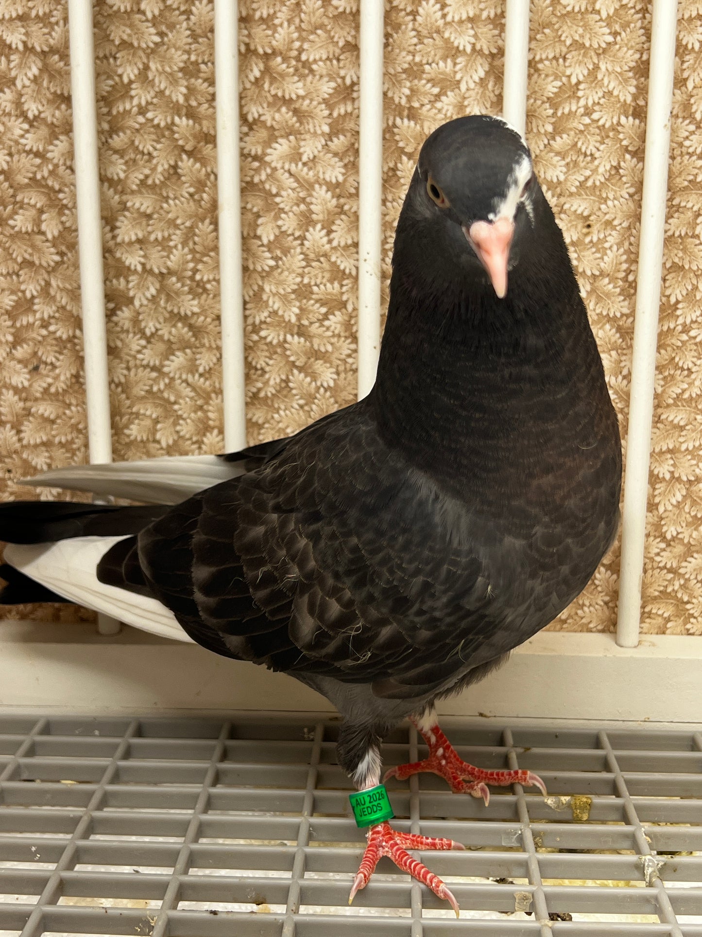 2026 Birmingham Roller Pigeon (8661)