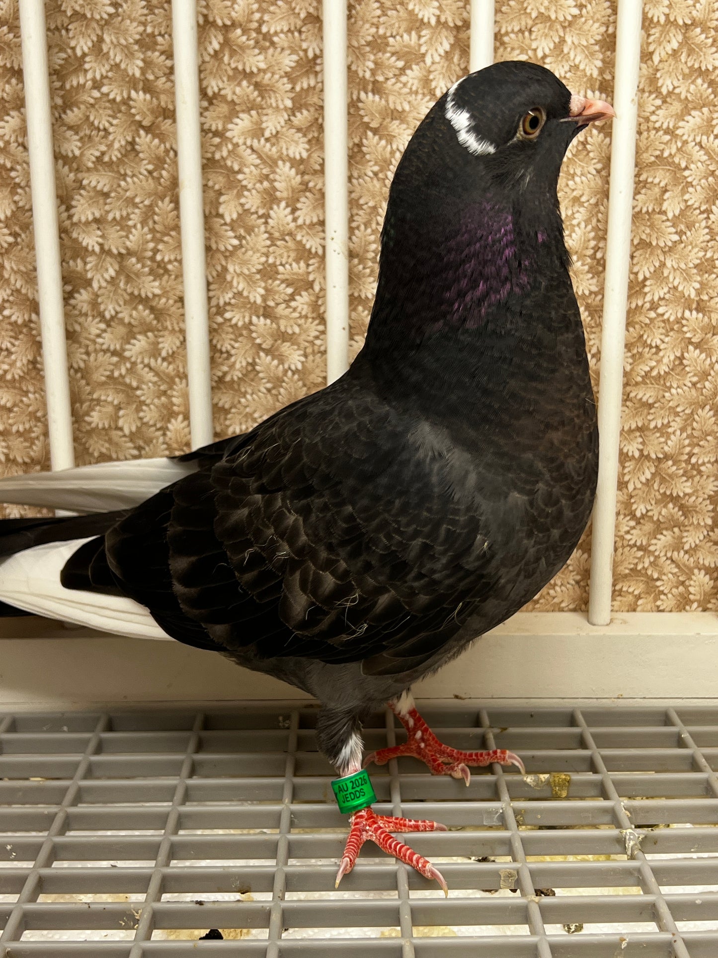 2026 Birmingham Roller Pigeon (8661)