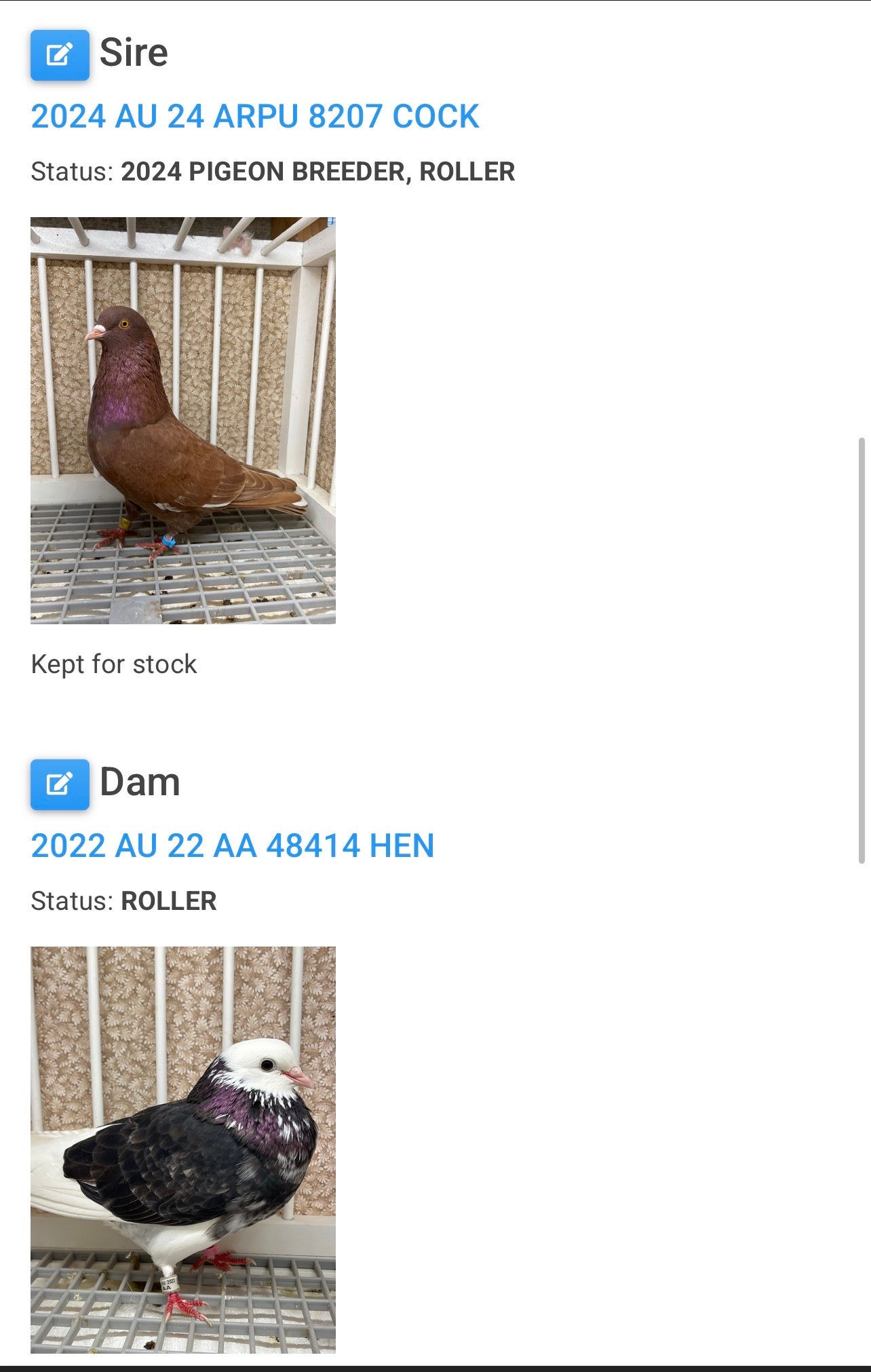 2026 Birmingham Roller Pigeon (8661)