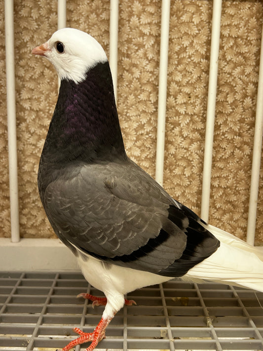 2026 Birmingham Roller Pigeon (8670)