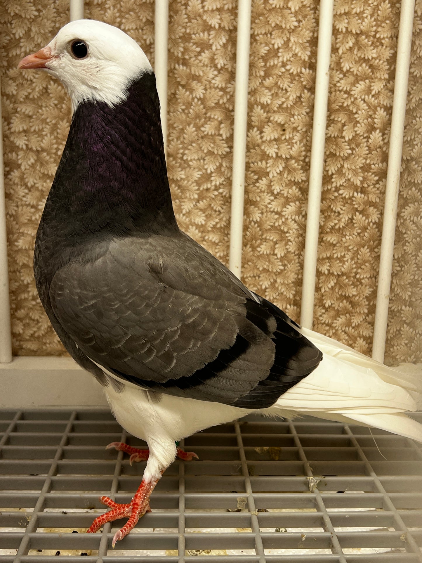 2026 Birmingham Roller Pigeon (8670)