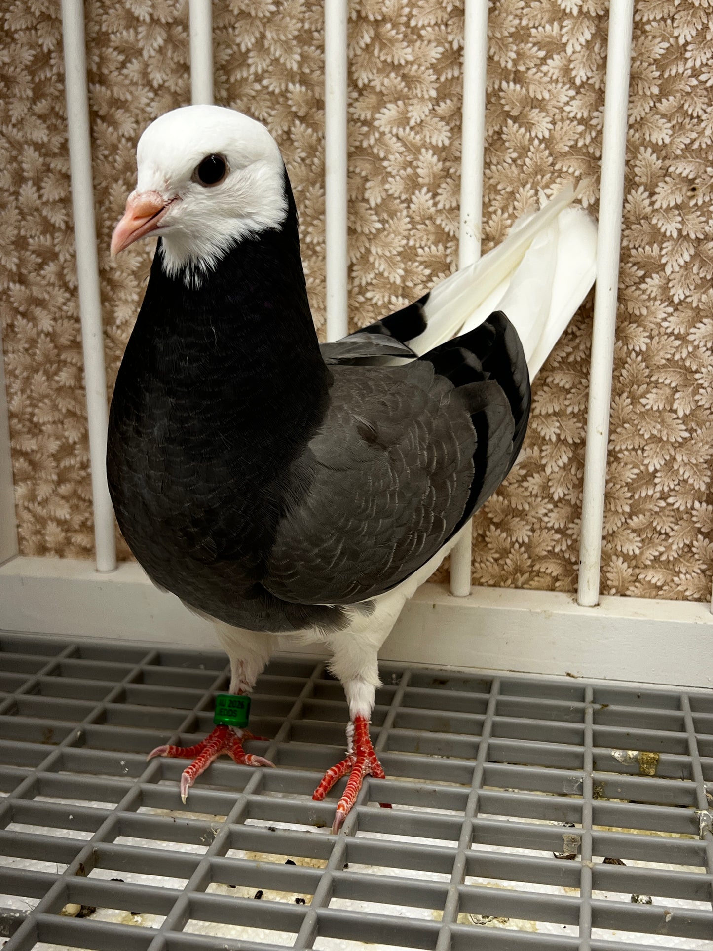 2026 Birmingham Roller Pigeon (8670)