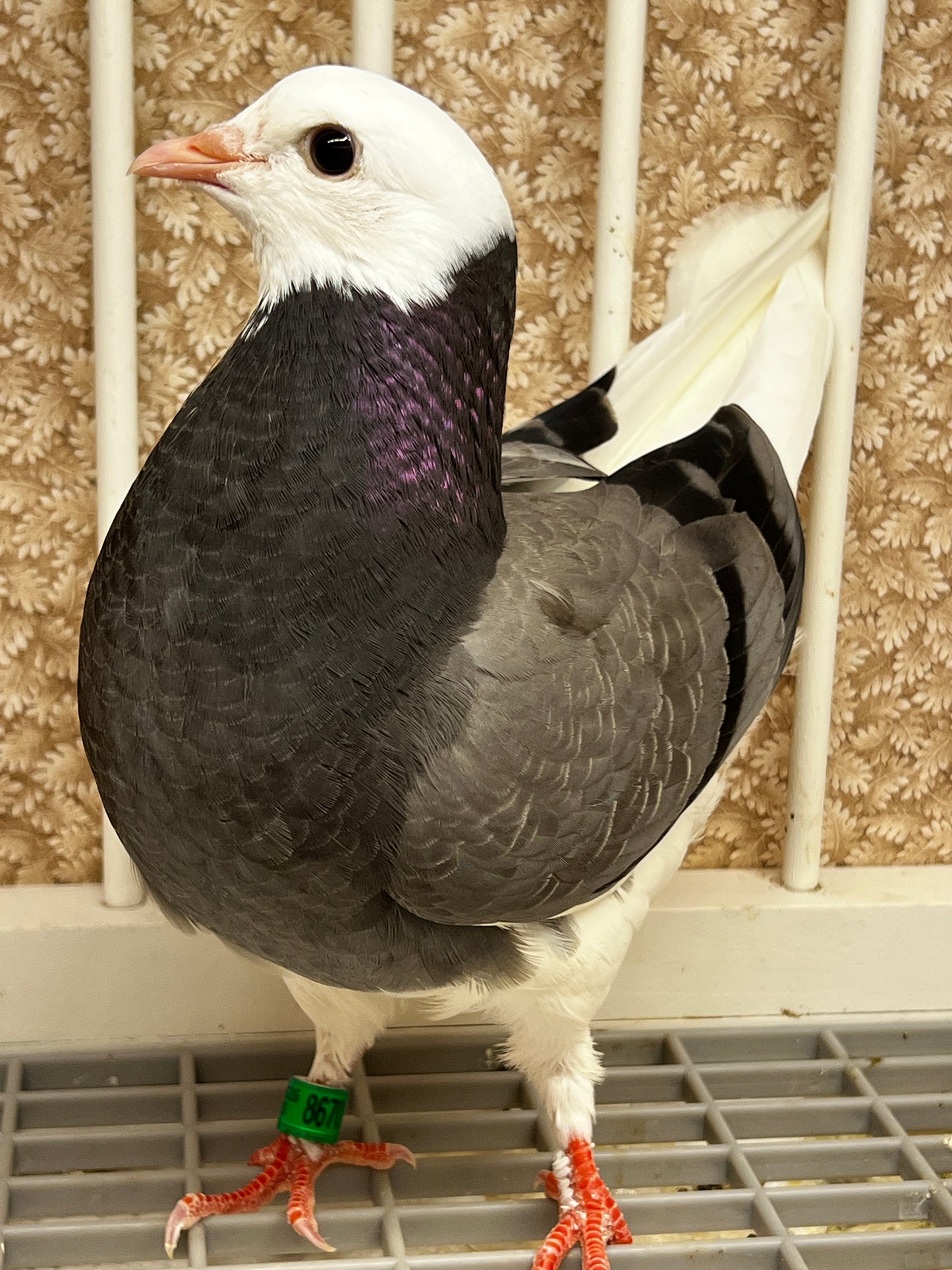 2026 Birmingham Roller Pigeon (8670)