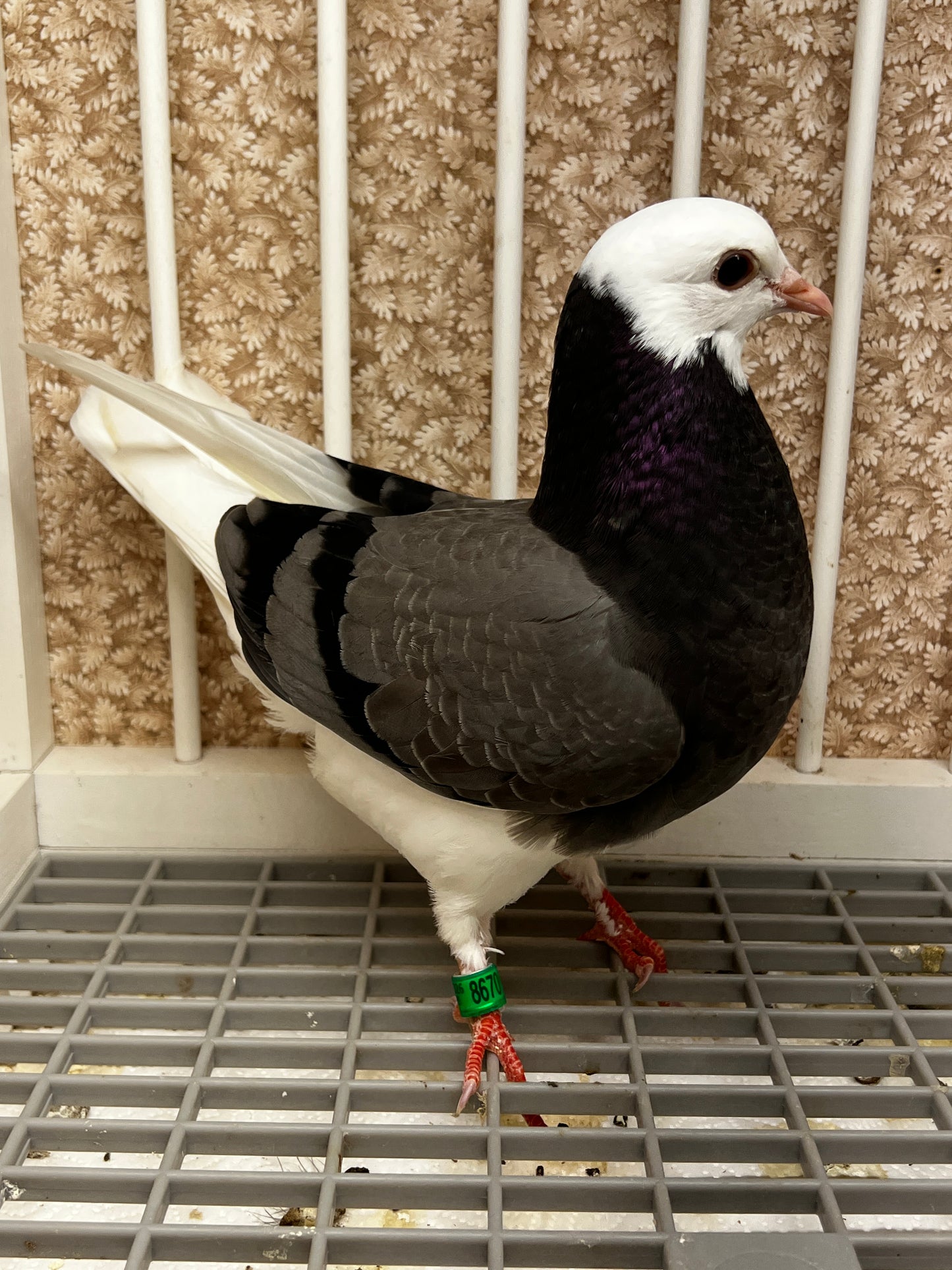 2026 Birmingham Roller Pigeon (8670)