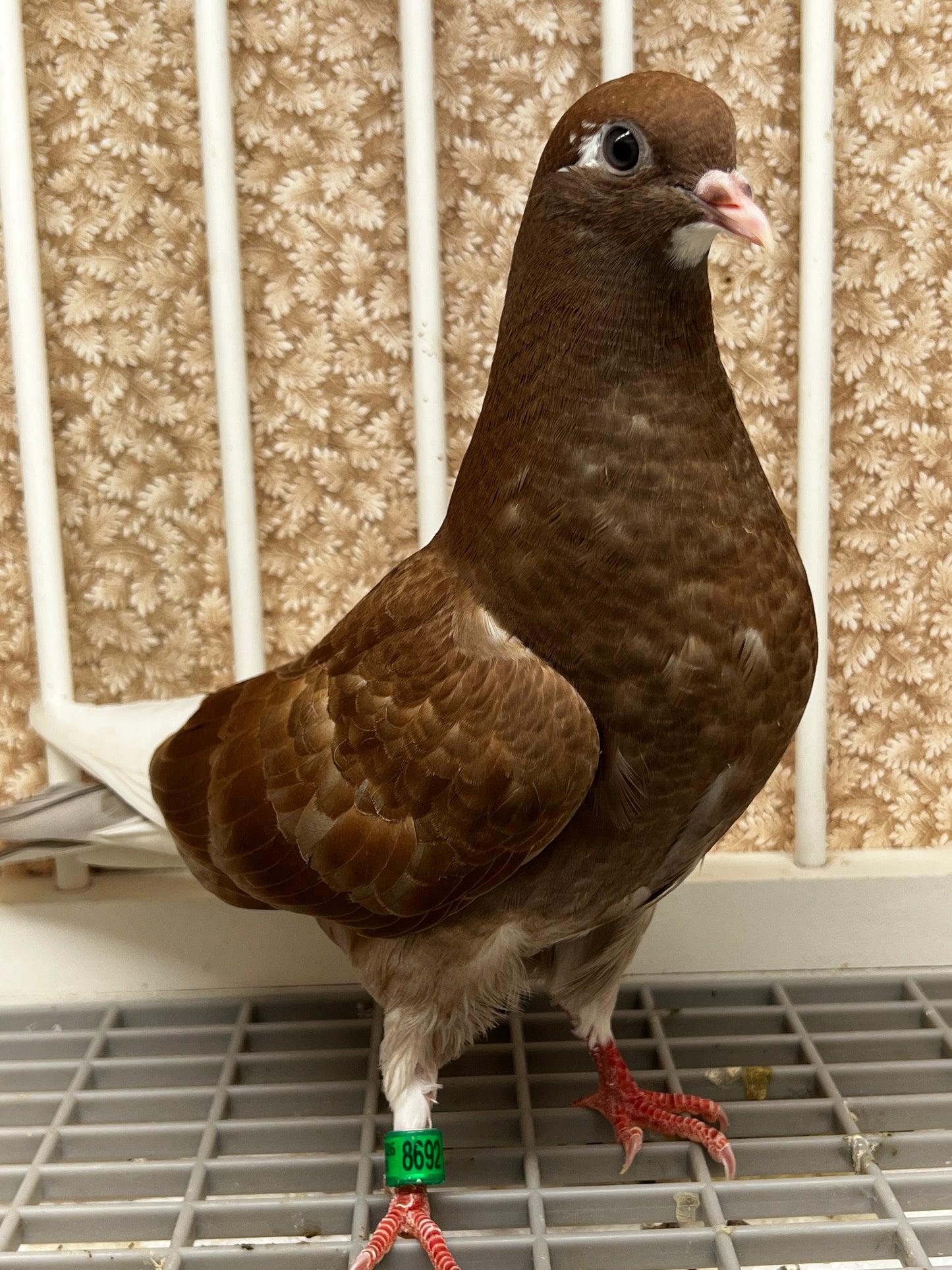2026 Birmingham Roller Pigeon (8692)