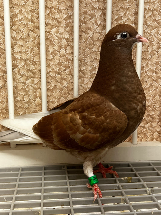2026 Birmingham Roller Pigeon (8692)